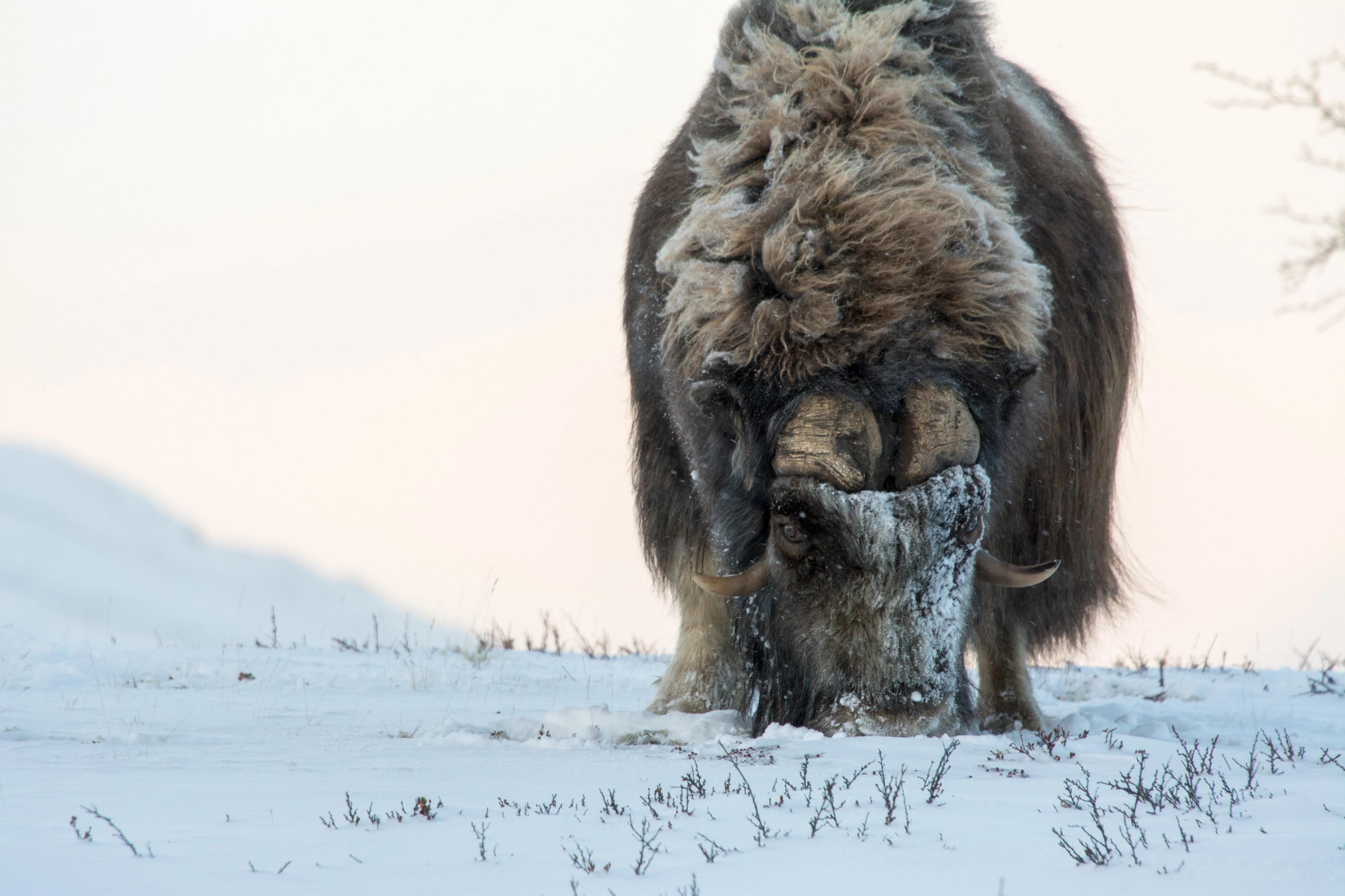 A musk ox during winter in Dovrefjell, Eastern Norway