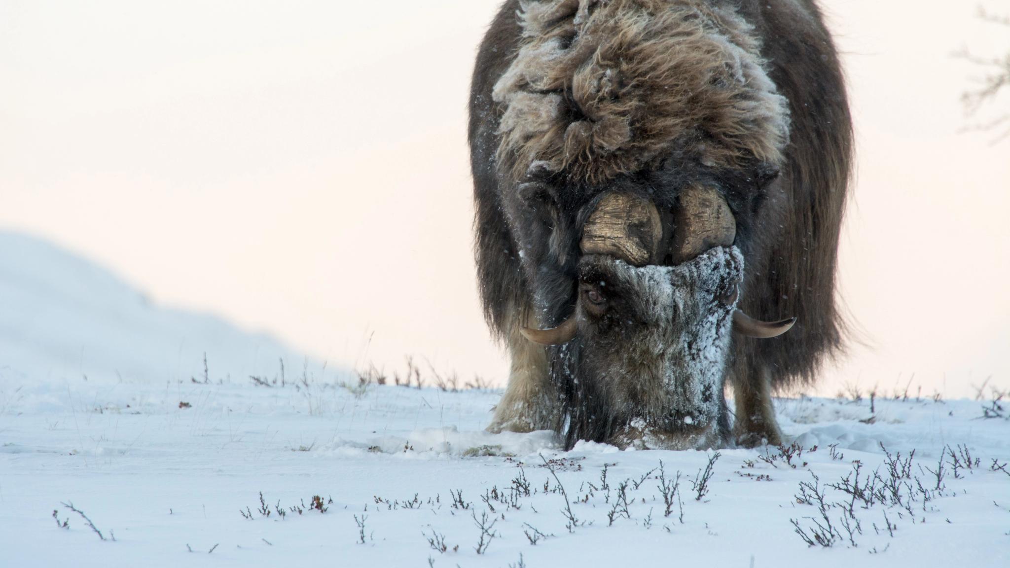 A musk ox during winter in Dovrefjell, Eastern Norway