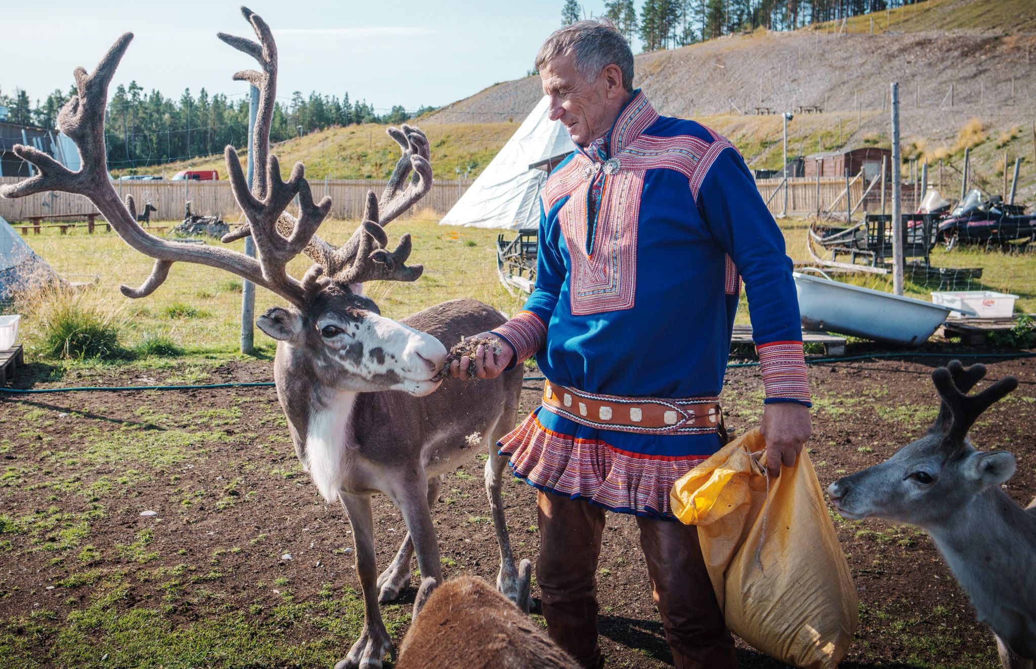 A sami man feeding reindeer at Sami Siida in Alta