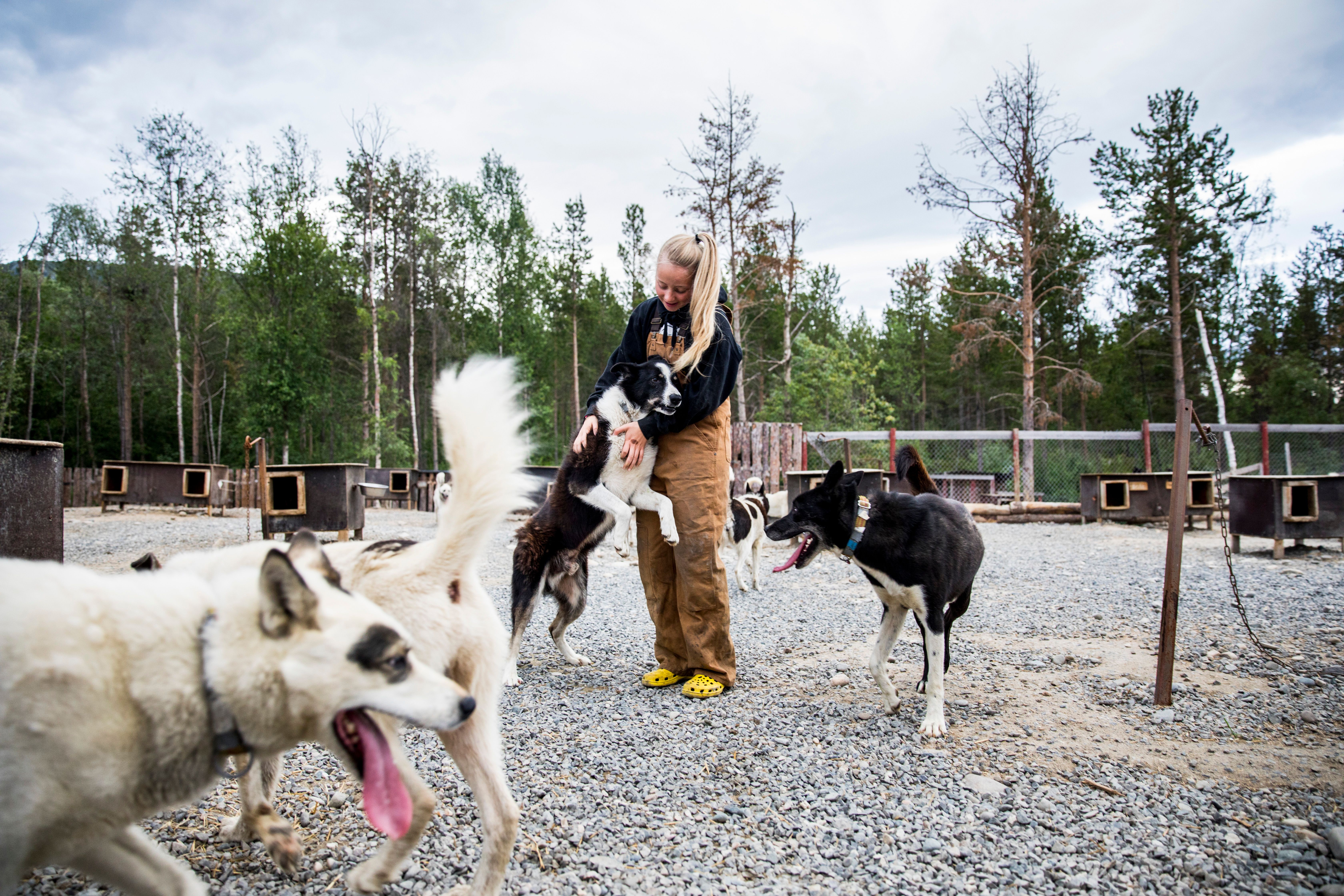 In the dog yard at Trasti and Trine in Alta