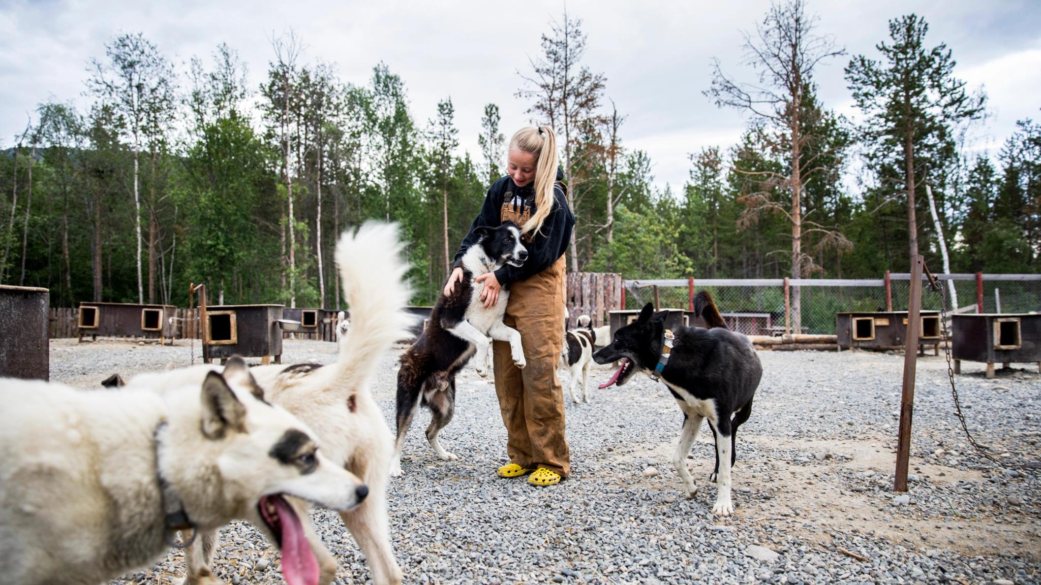 In the dog yard at Trasti and Trine in Alta