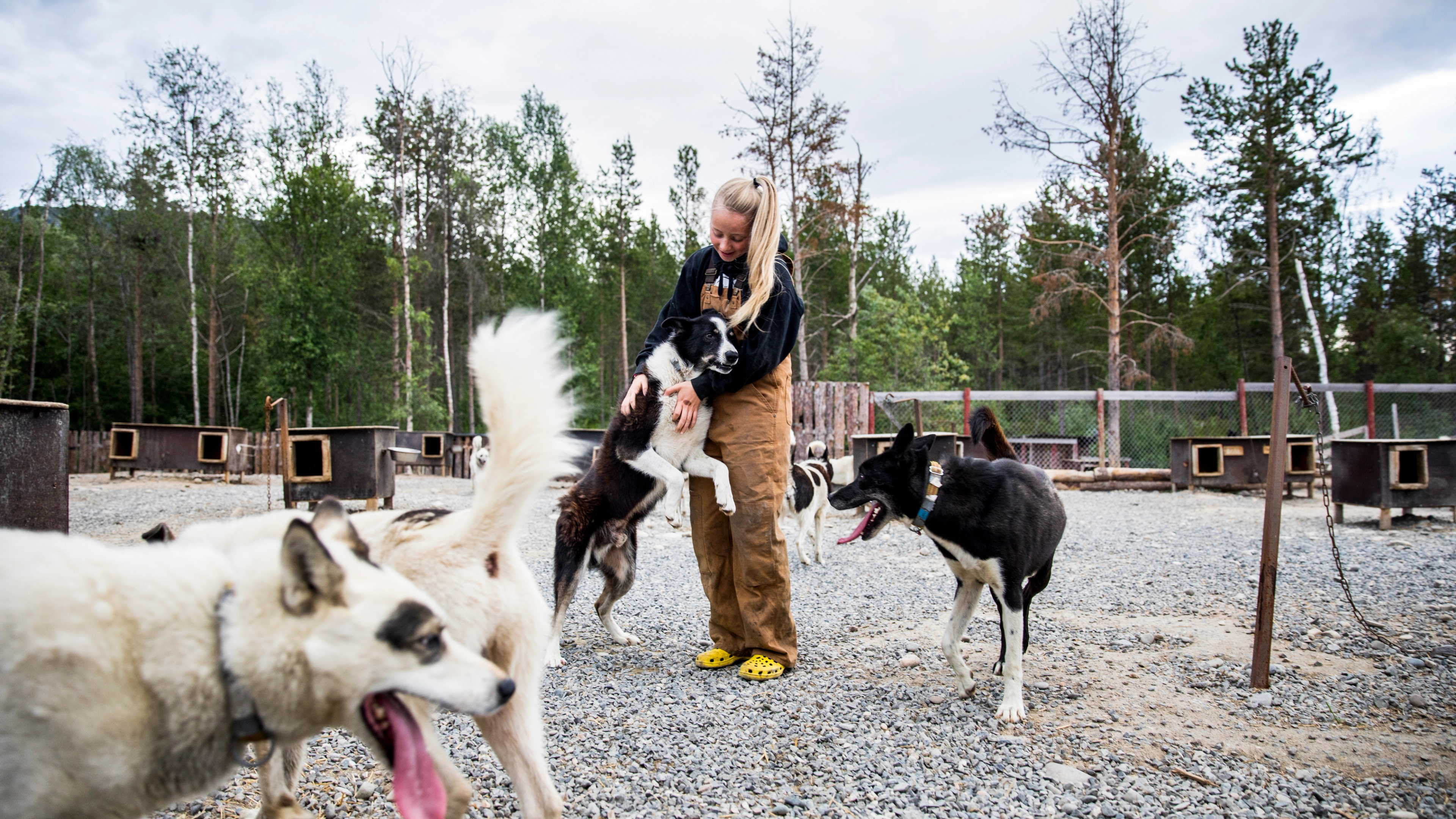 In the dog yard at Trasti and Trine in Alta