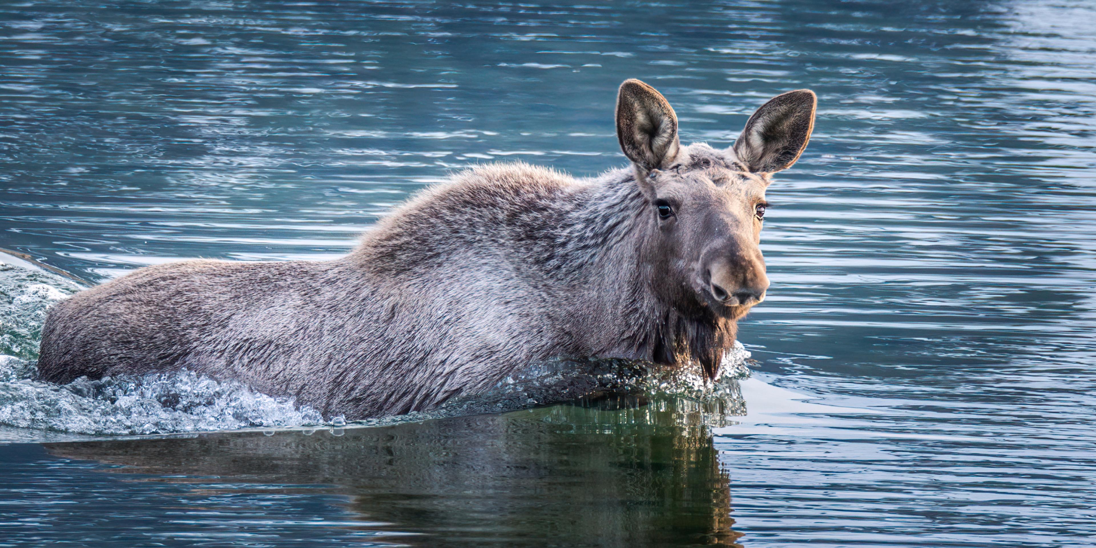 Moose swimming in the ocean in Vesterålen, Northern Norway