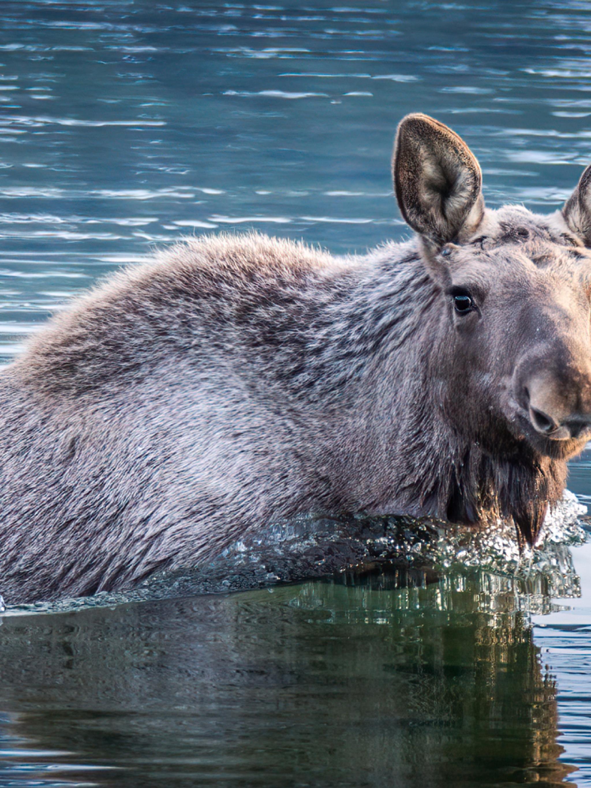 Moose swimming in the ocean in Vesterålen, Northern Norway