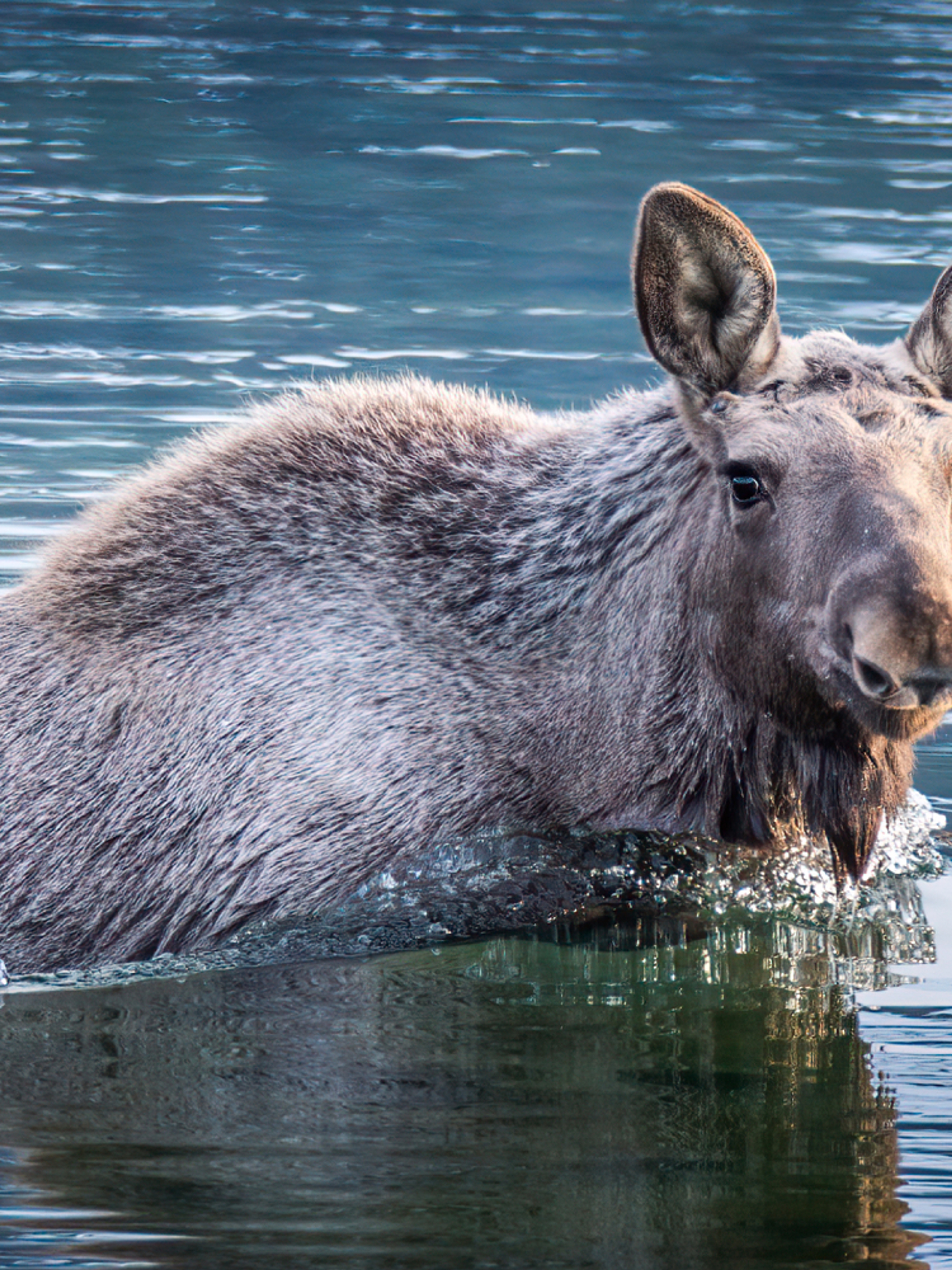 Moose swimming in the ocean in Vesterålen, Northern Norway