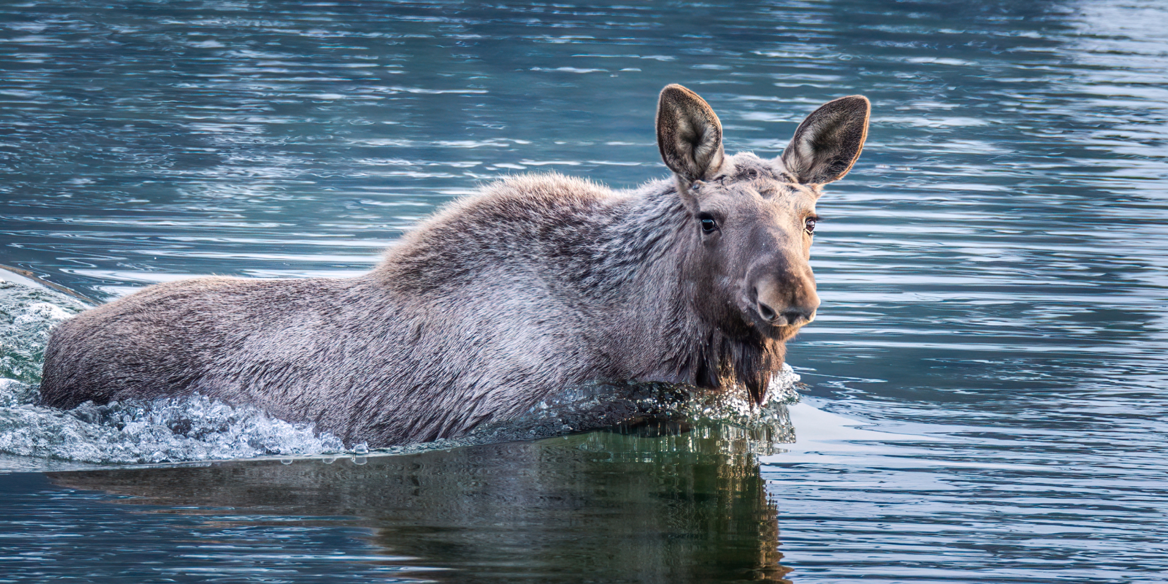 Moose swimming in the ocean in Vesterålen, Northern Norway