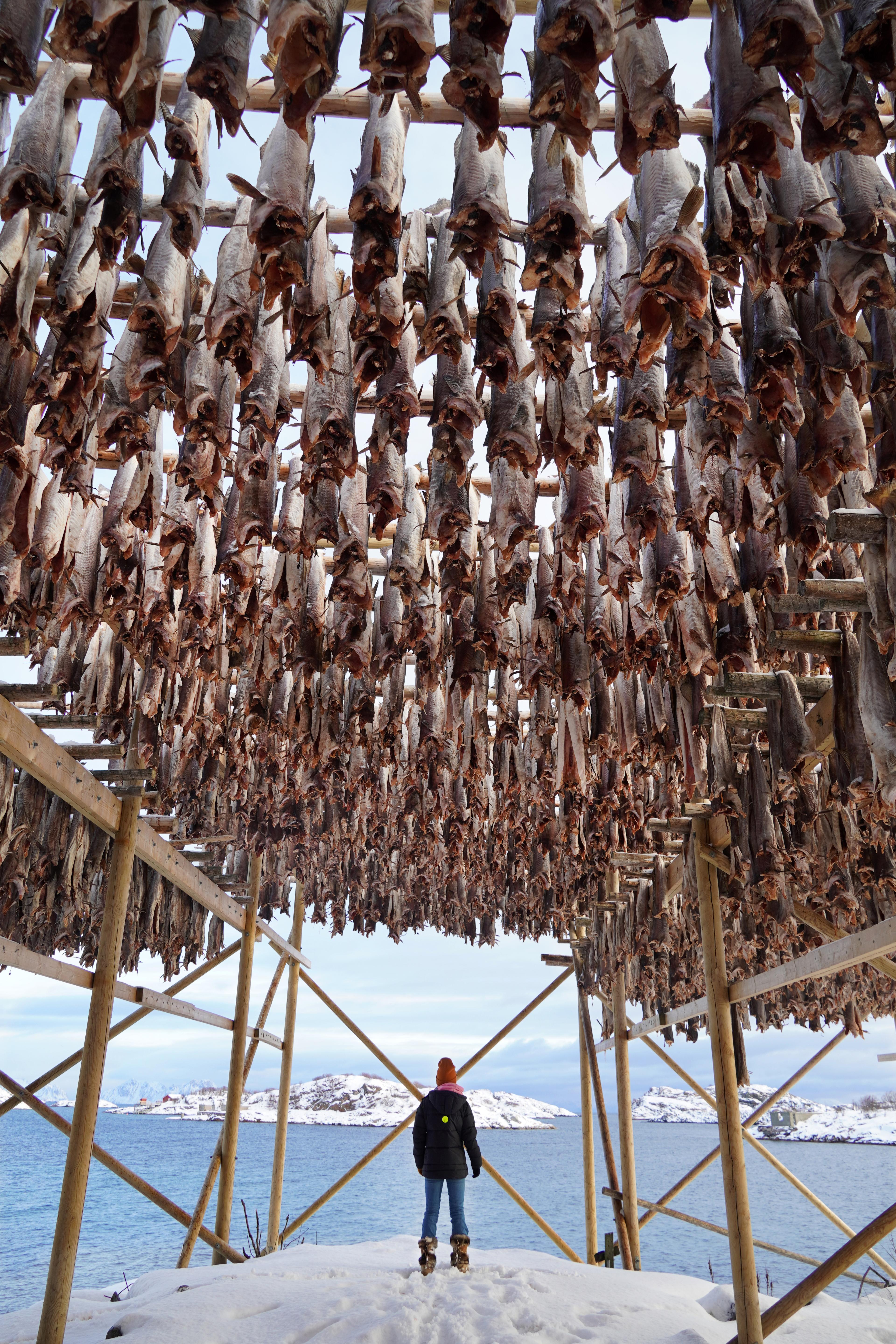Girl standing under stockfish in Lofoten.