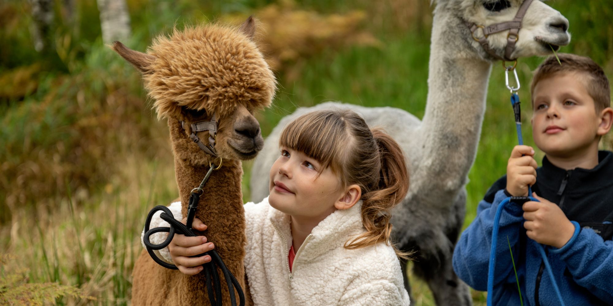 A girl and a boy holding a brown and a white alpaca, Trøndelag
