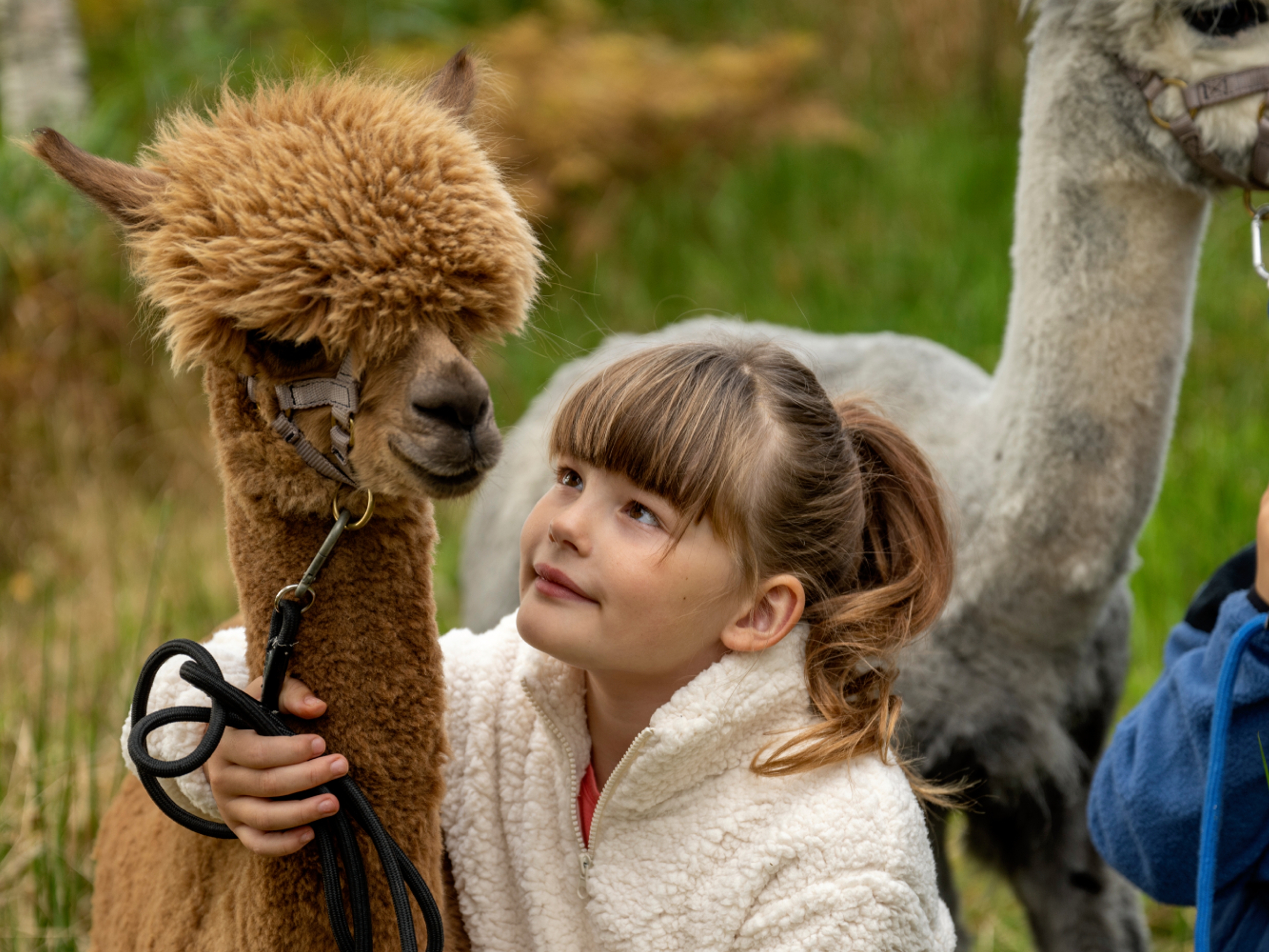 A girl and a boy holding a brown and a white alpaca, Trøndelag