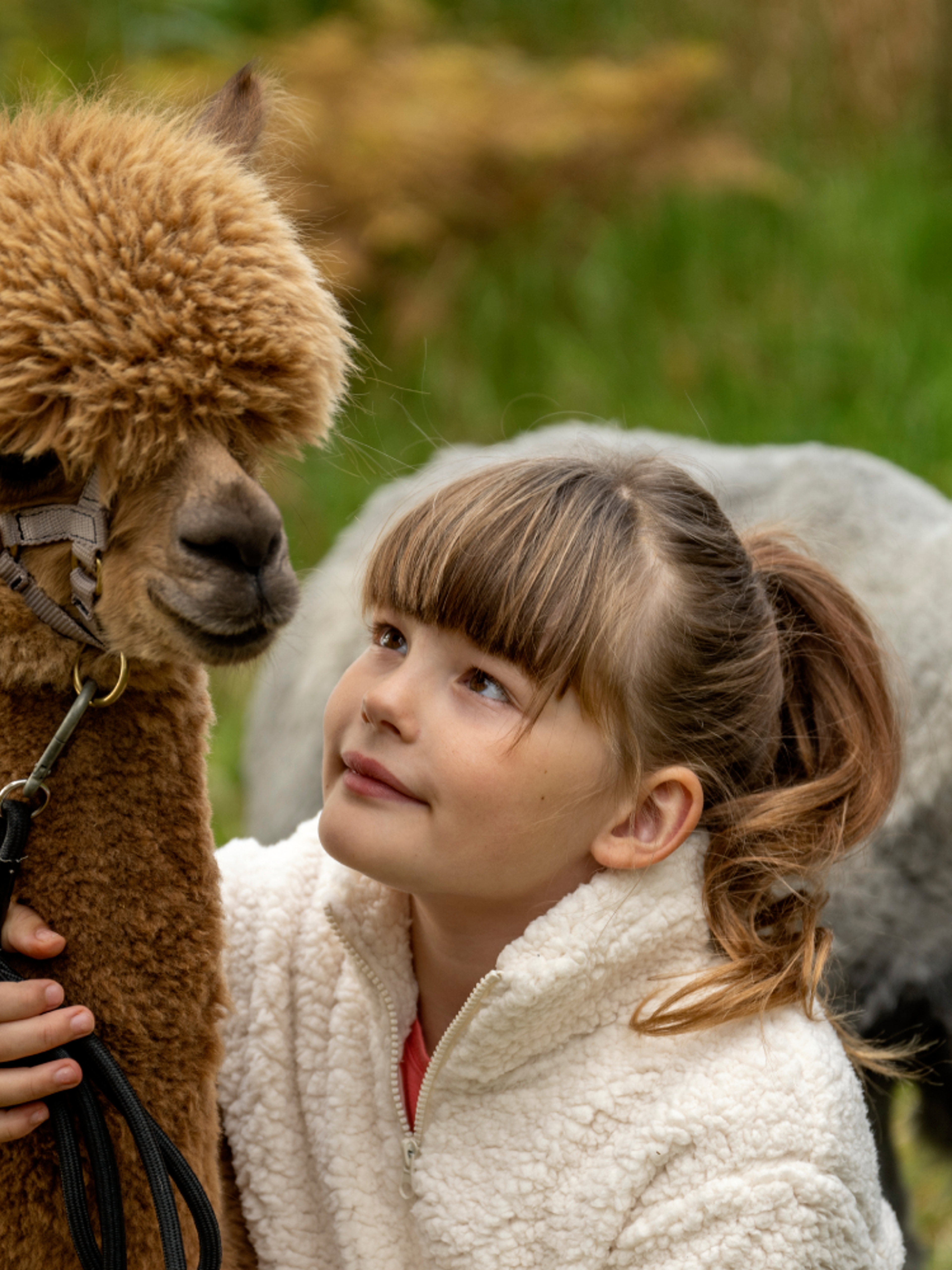A girl and a boy holding a brown and a white alpaca, Trøndelag