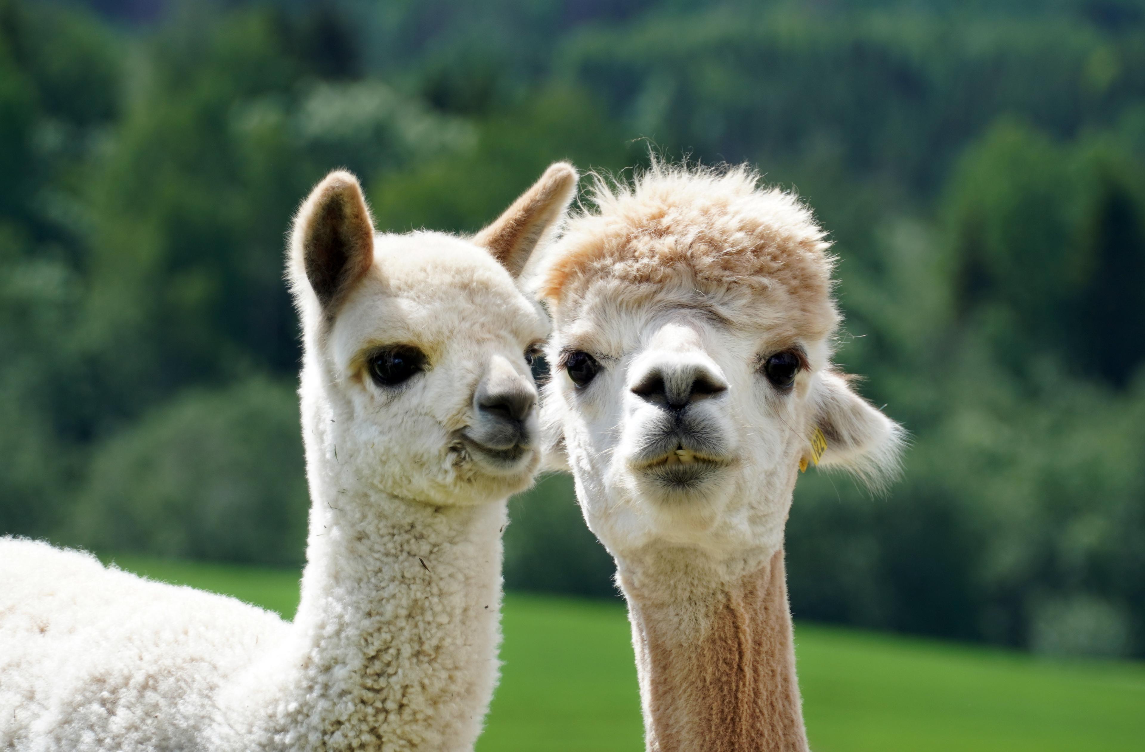 Alpacas at Sørum, Eastern Norway.
