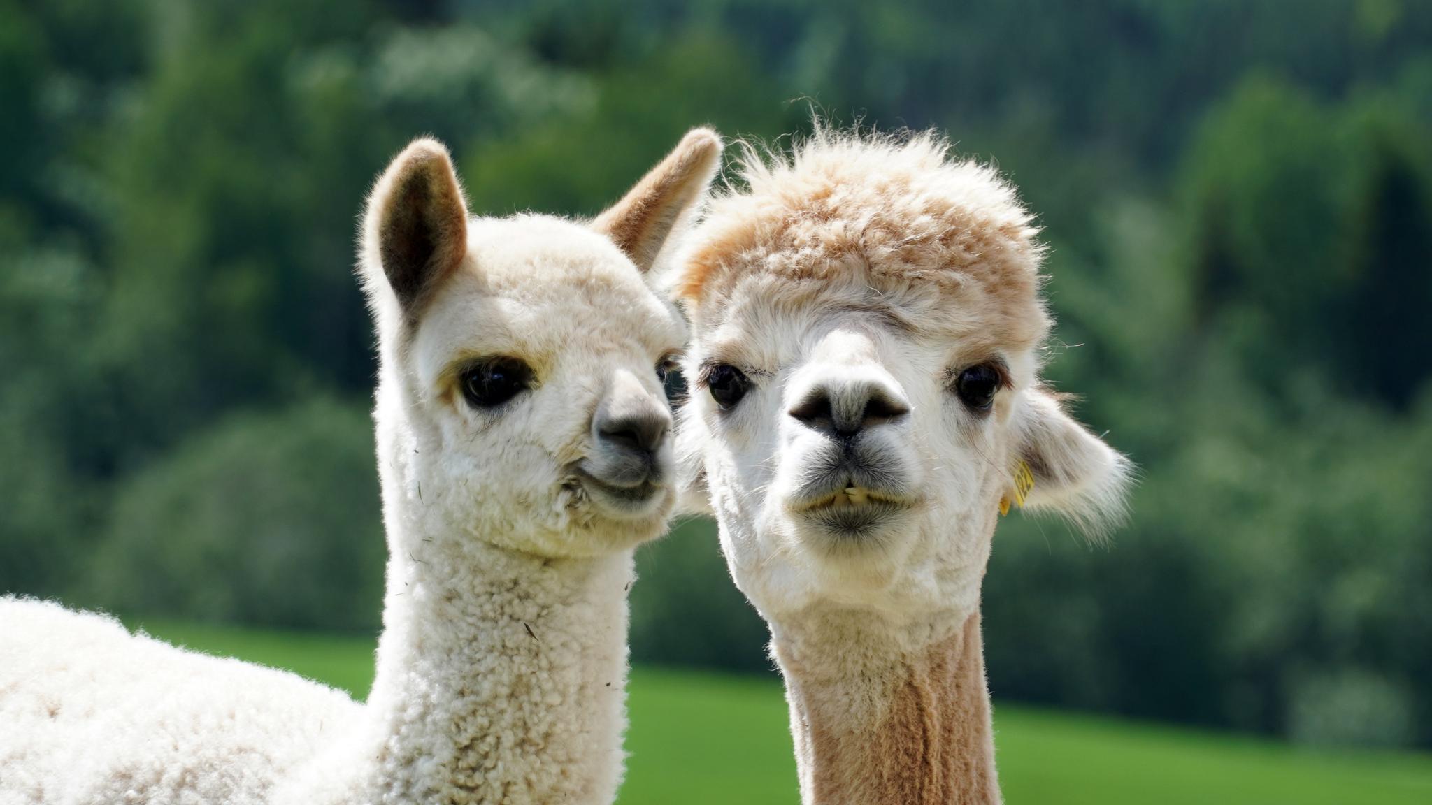 Alpacas at Sørum, Eastern Norway.