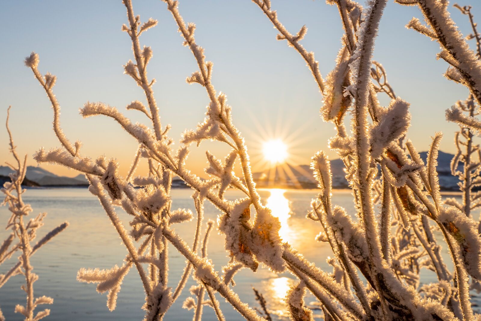 Sunrise and snow crystals on trees in Kvaløya, Northern Norway