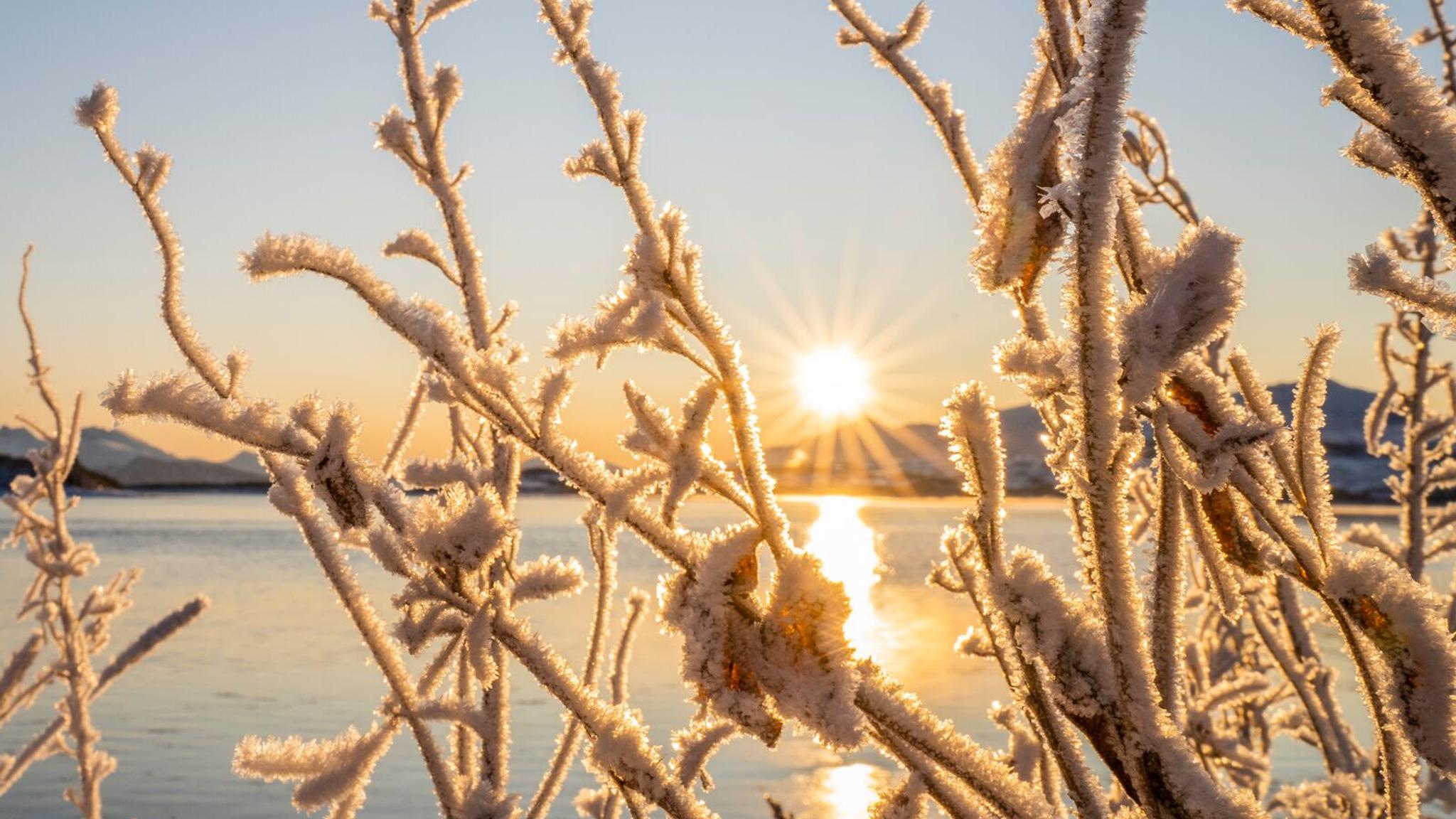 Sunrise and snow crystals on trees in Kvaløya, Northern Norway