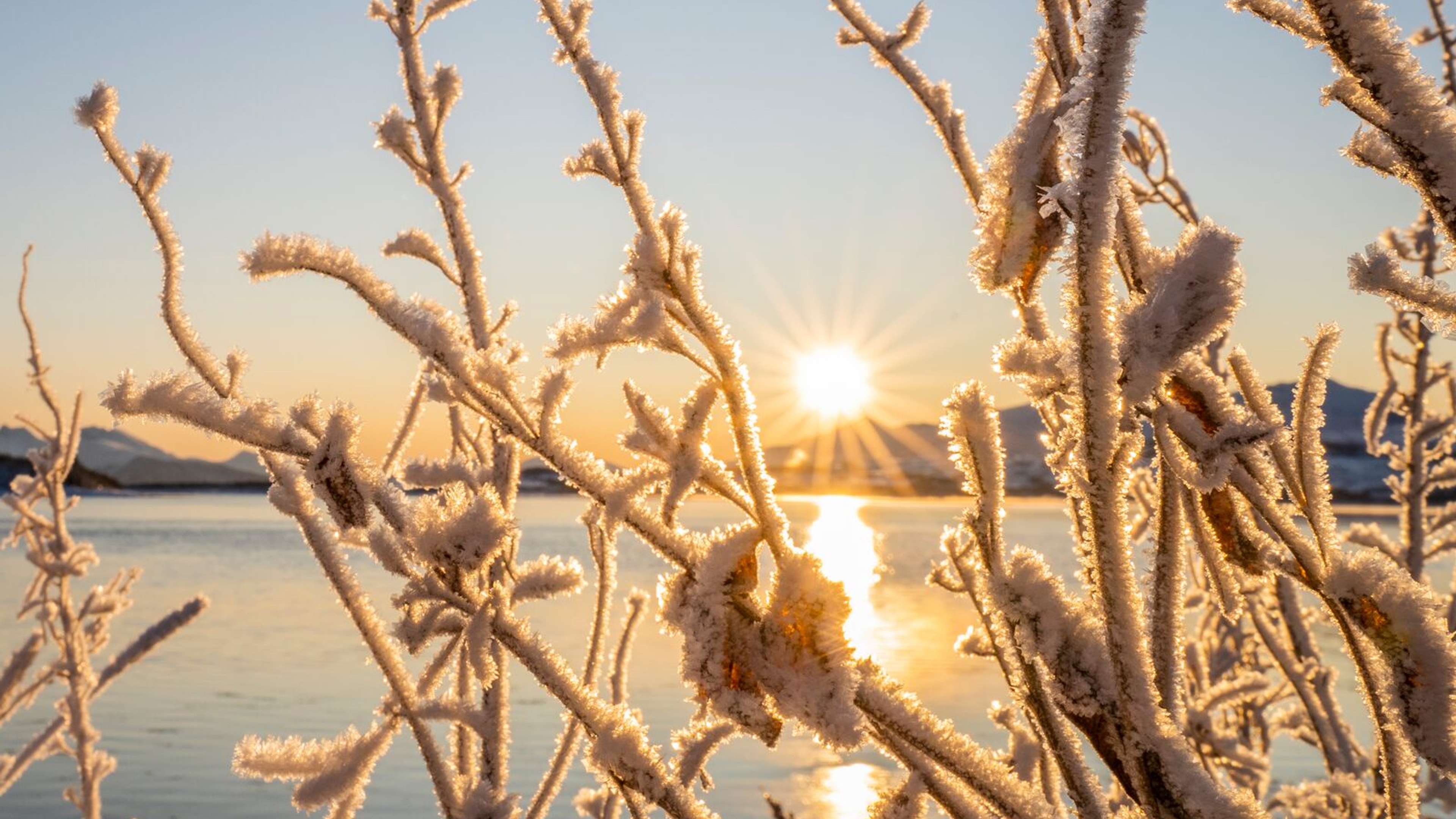 Sunrise and snow crystals on trees in Kvaløya, Northern Norway