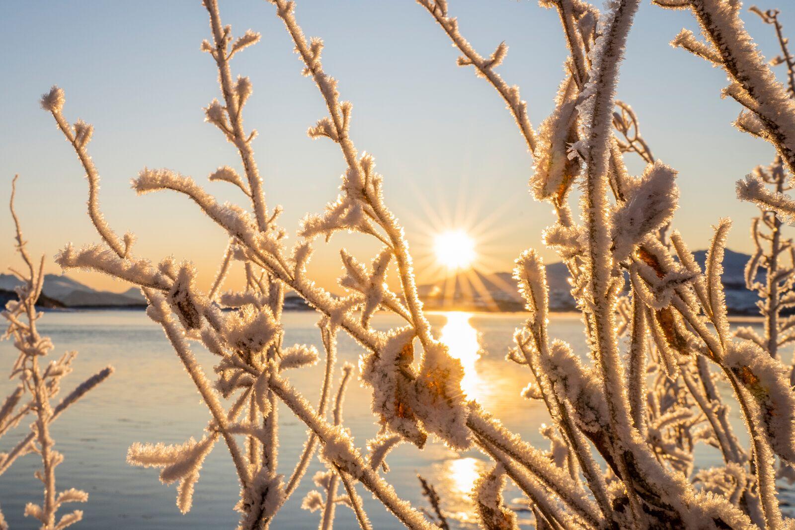 Sunrise and snow crystals on trees in Kvaløya, Northern Norway