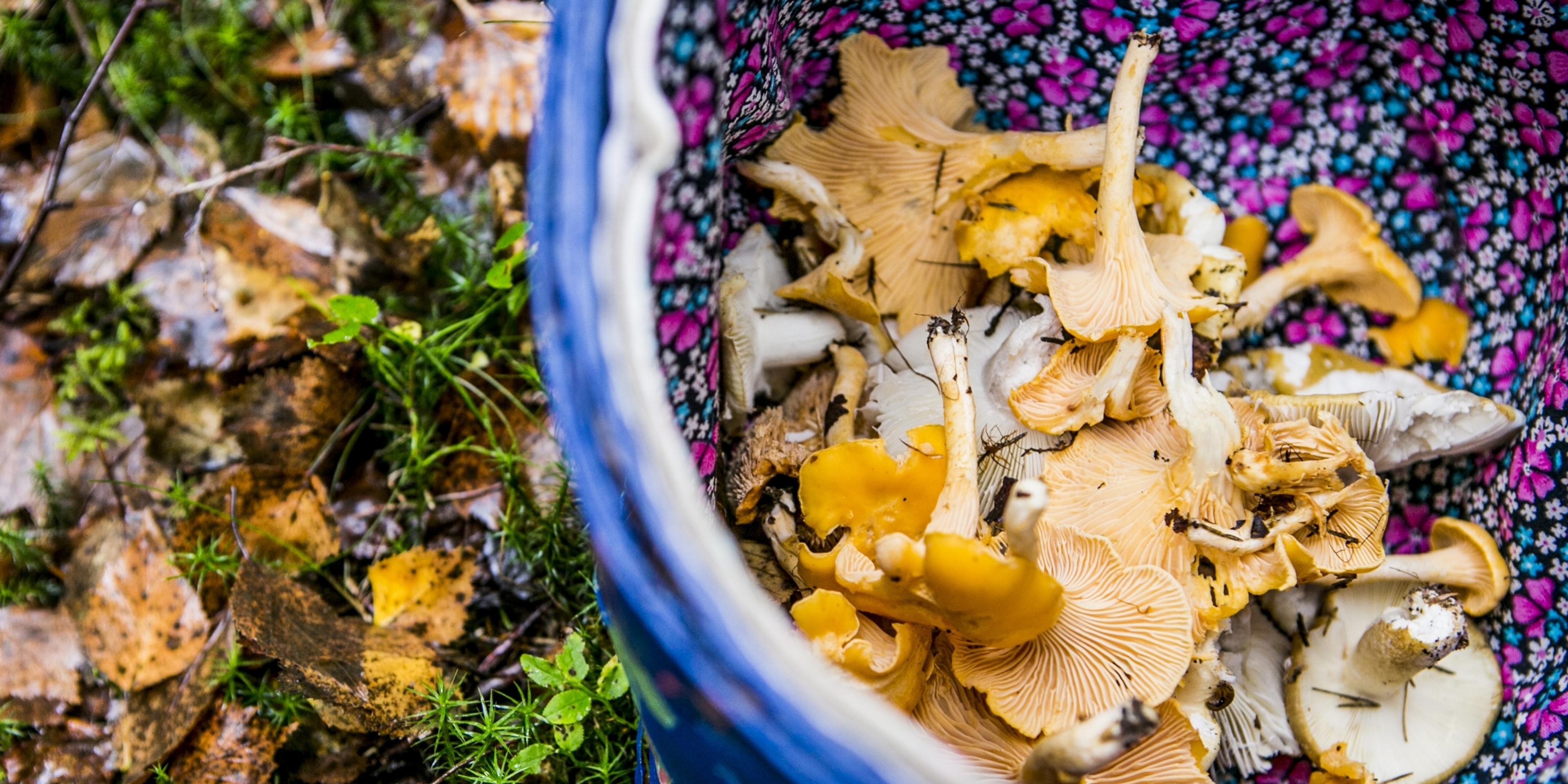A basket filled with chanterelles