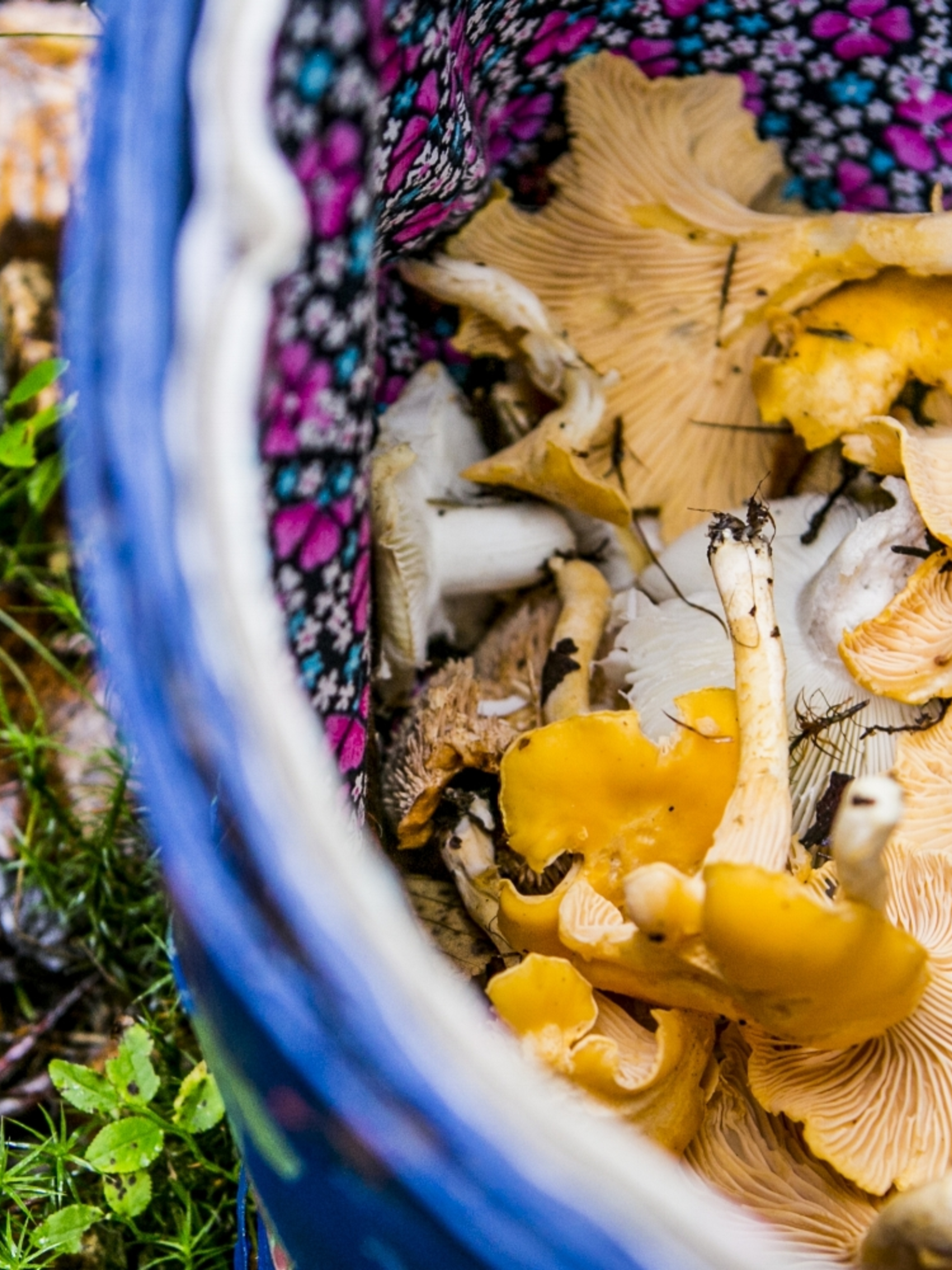 A basket filled with chanterelles