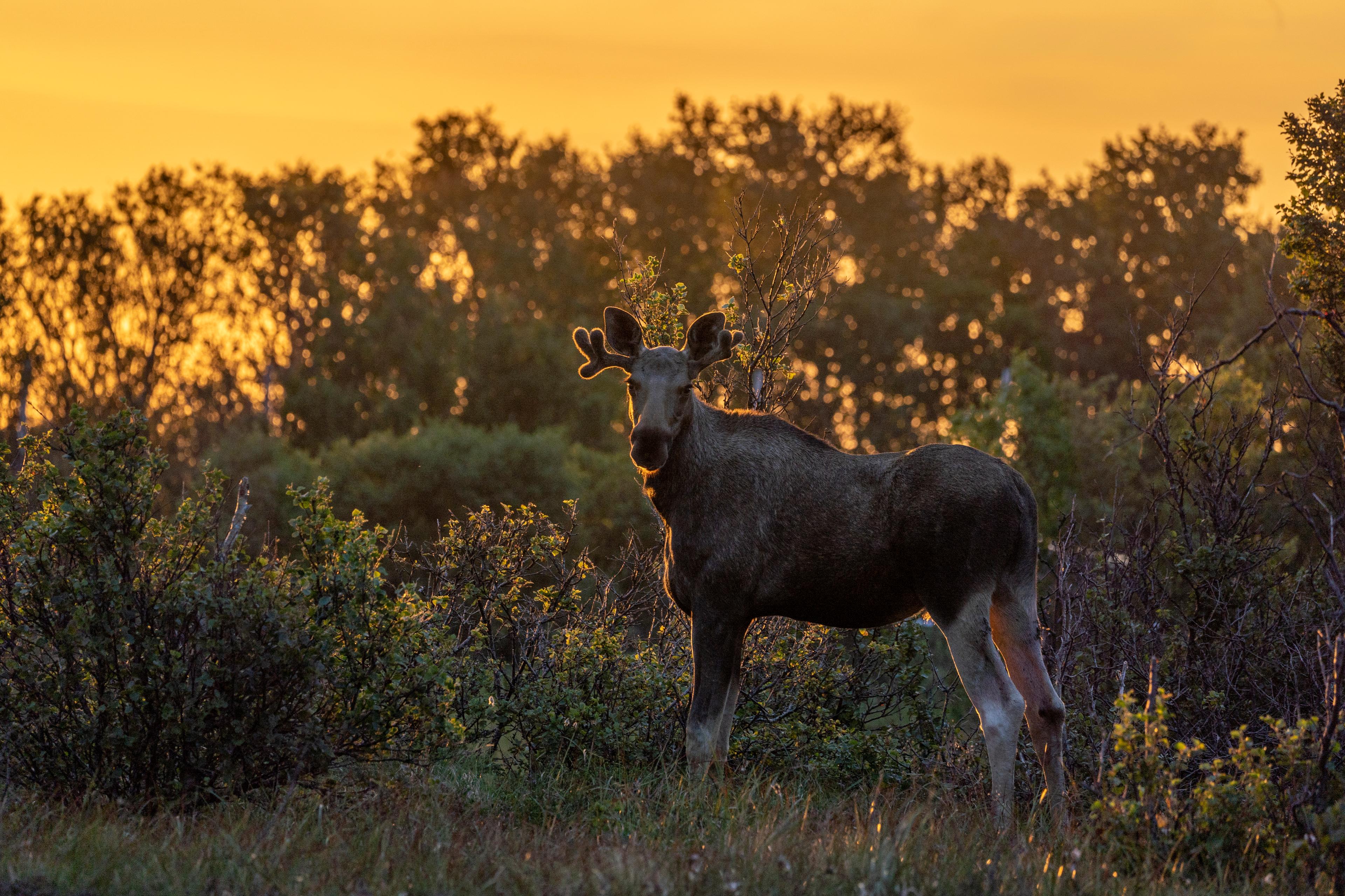 A moose in the woods during sunset