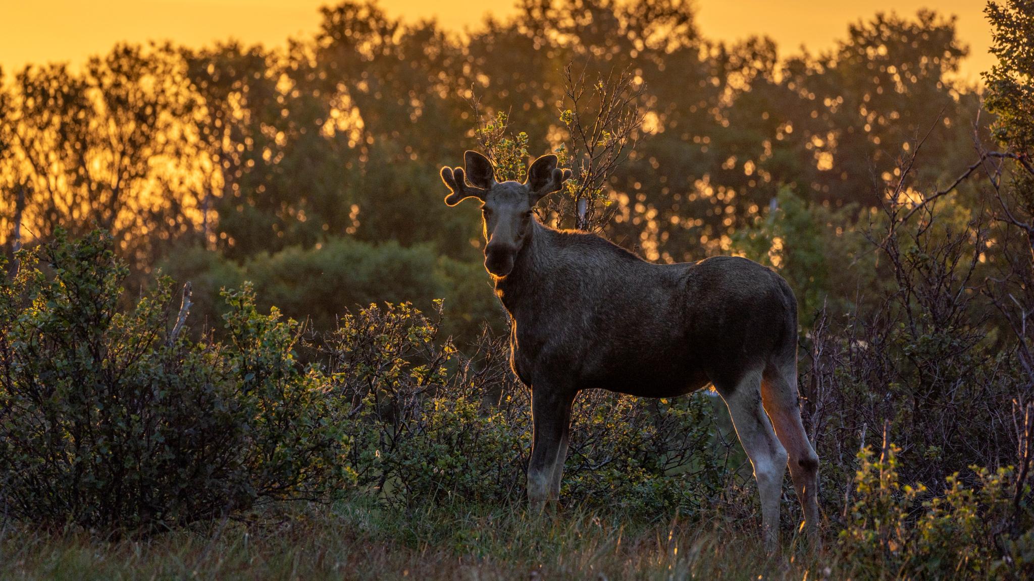 A moose in the woods during sunset