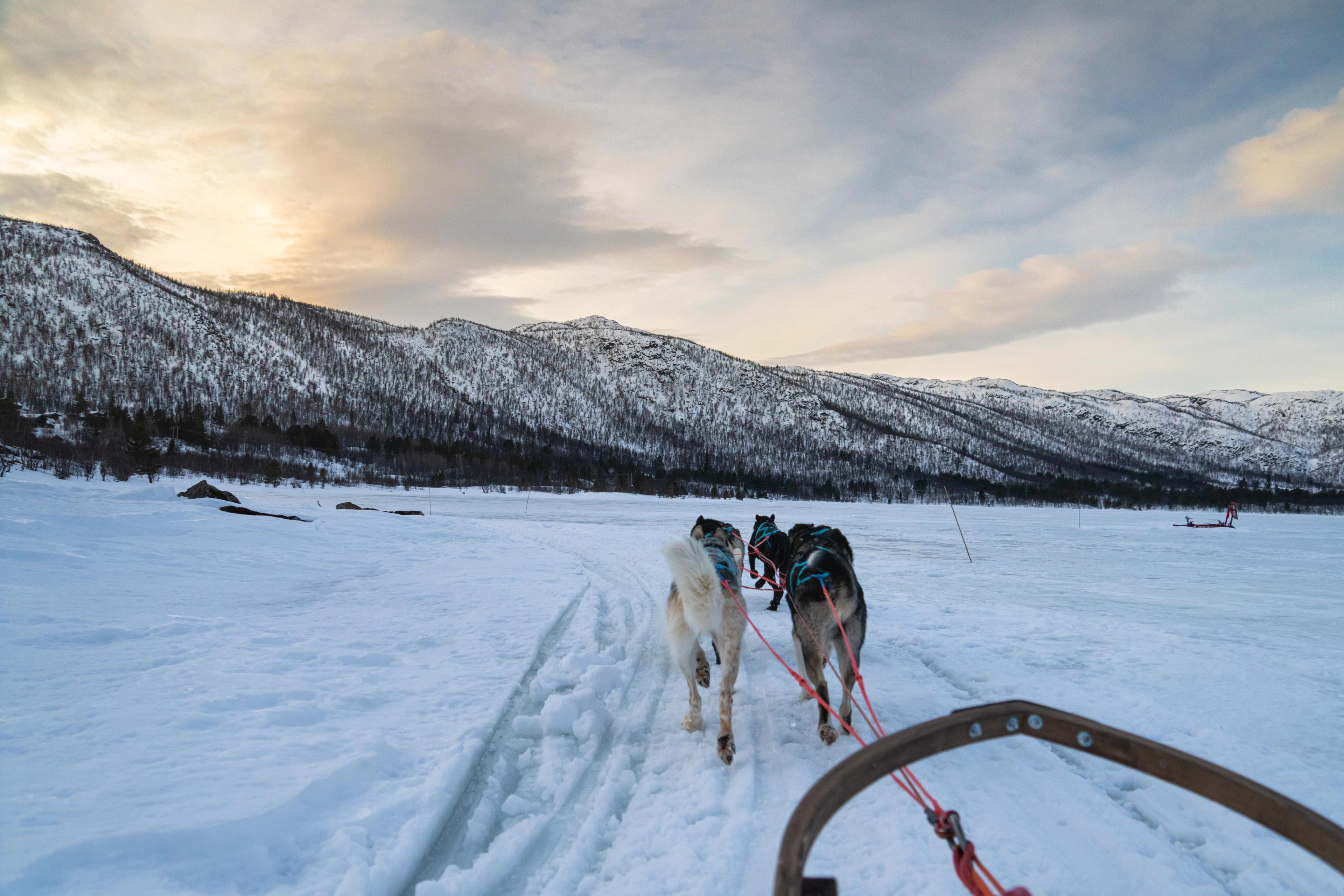 Dog sledding tour at Geilo in the winter.