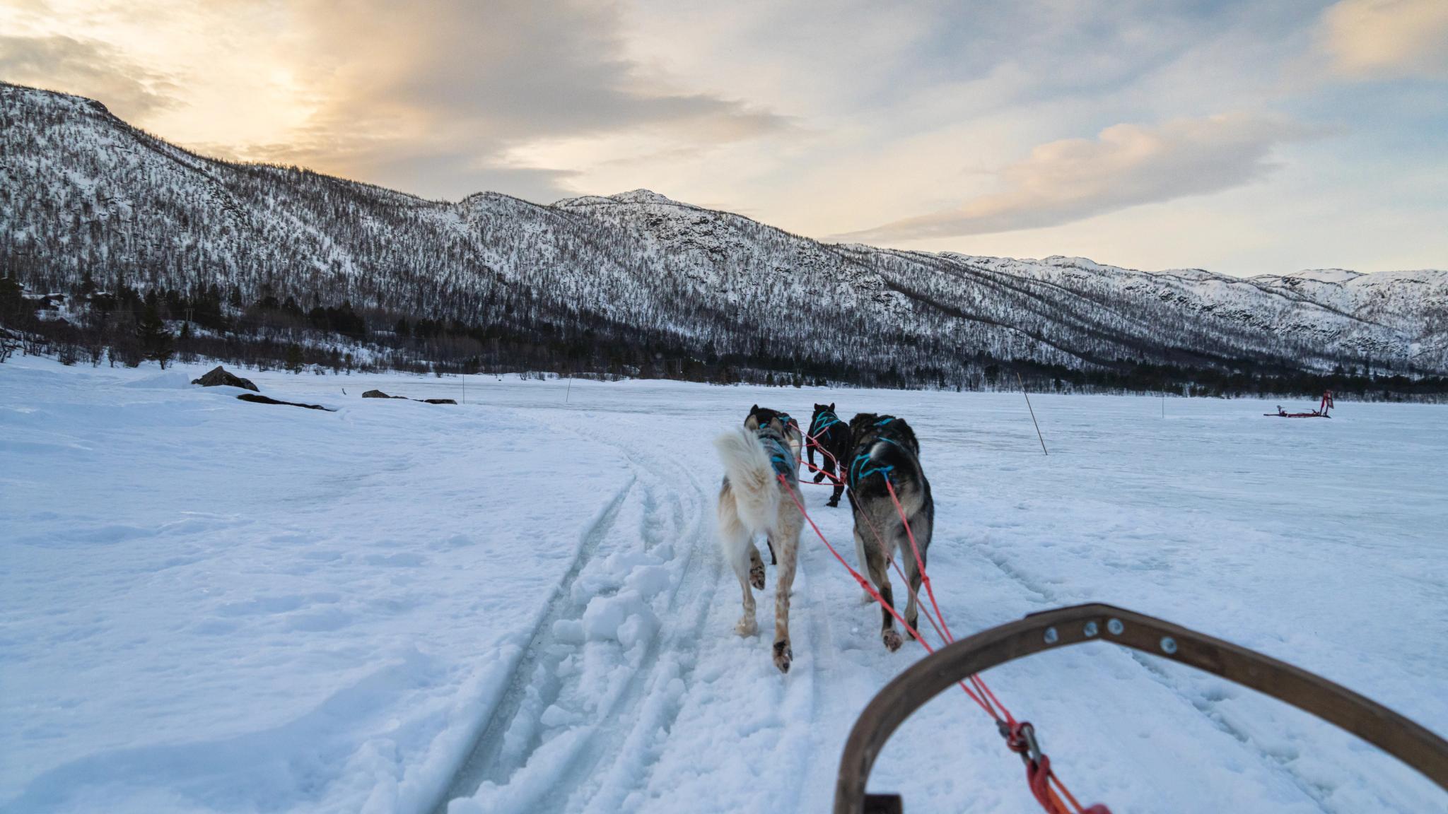 Dog sledding tour at Geilo in the winter.