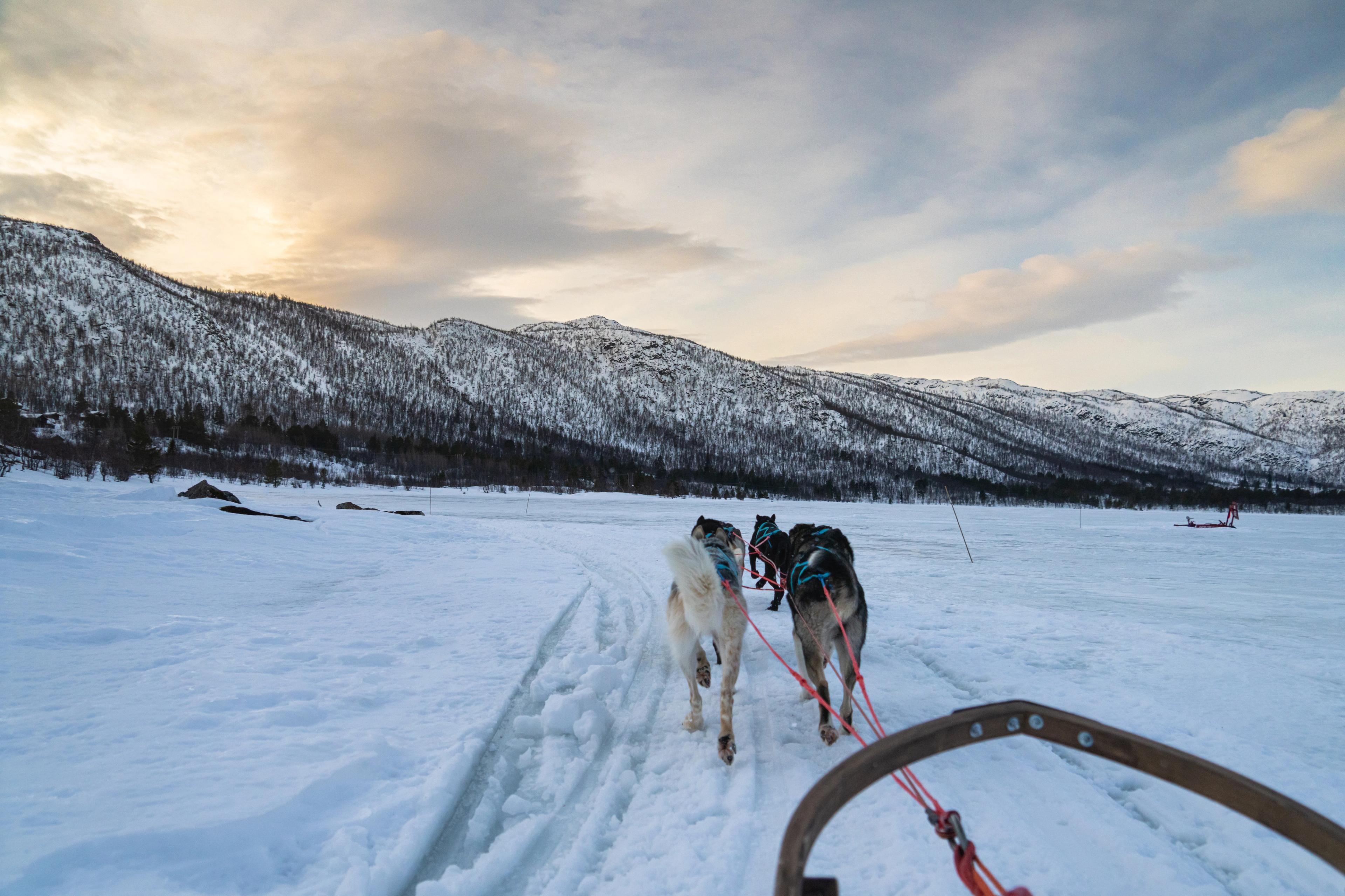 Dog sledding tour at Geilo in the winter.