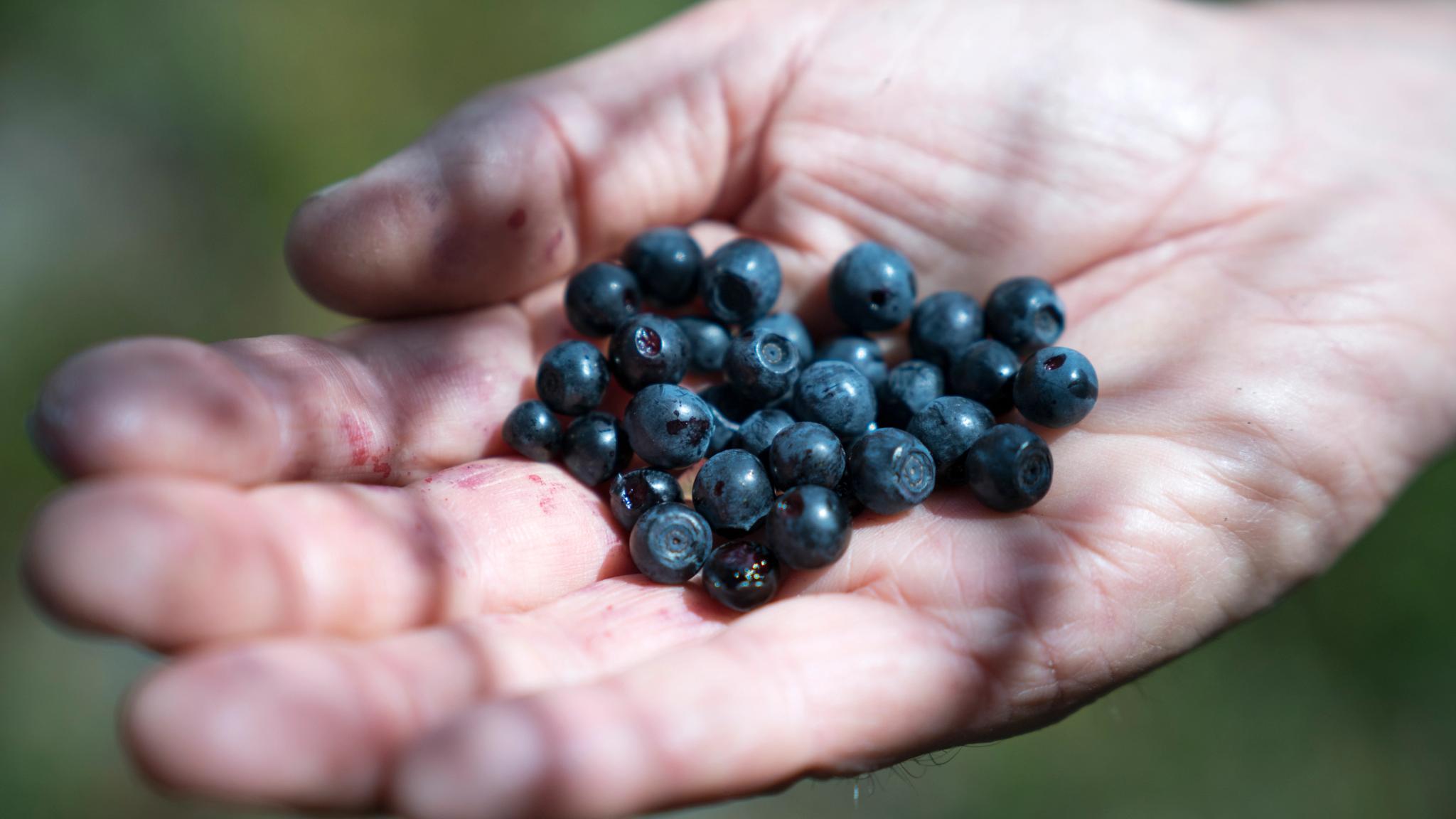 A hand full of blueberries picked in Kongsberg in Eastern Norway
