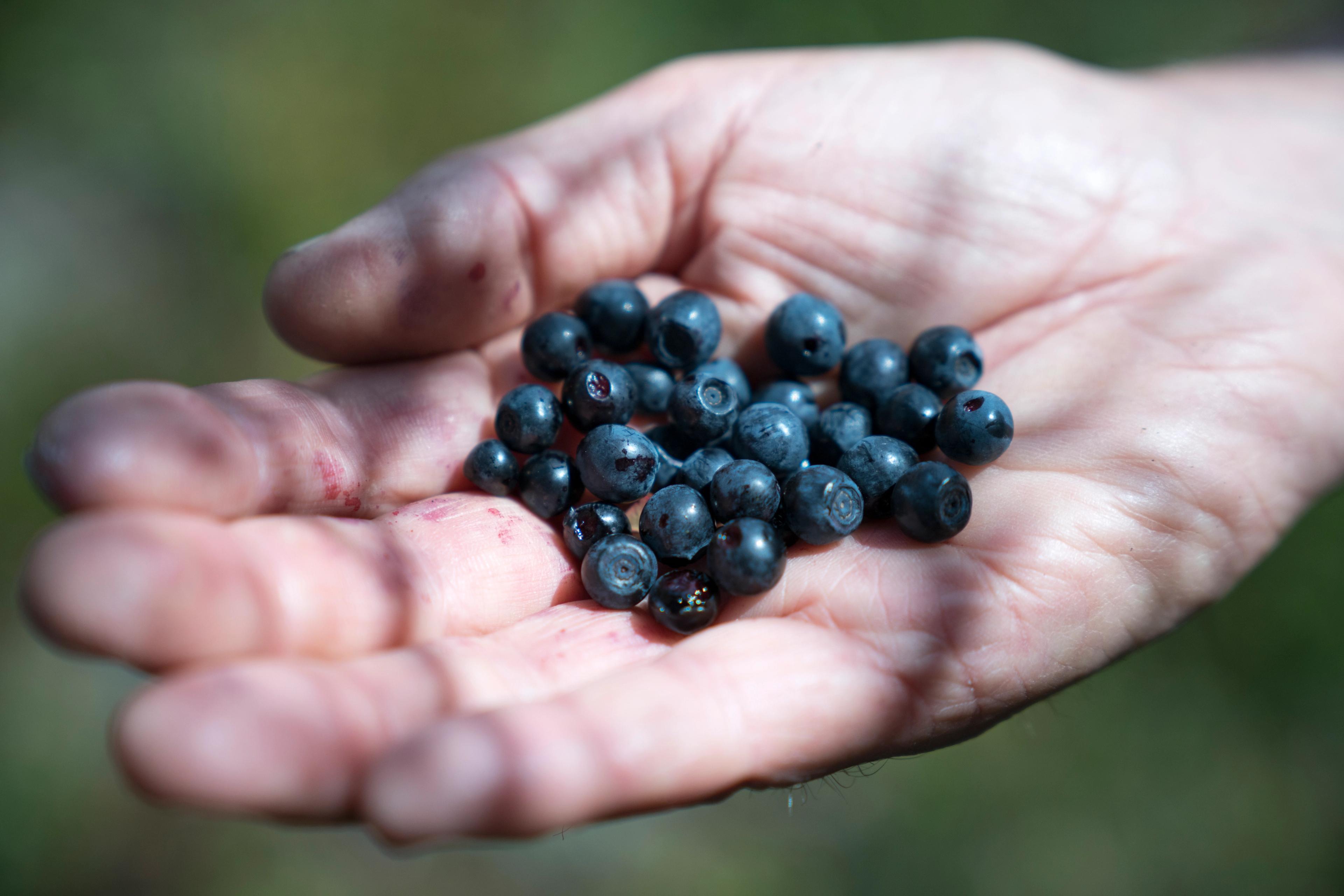 A hand full of blueberries picked in Kongsberg in Eastern Norway