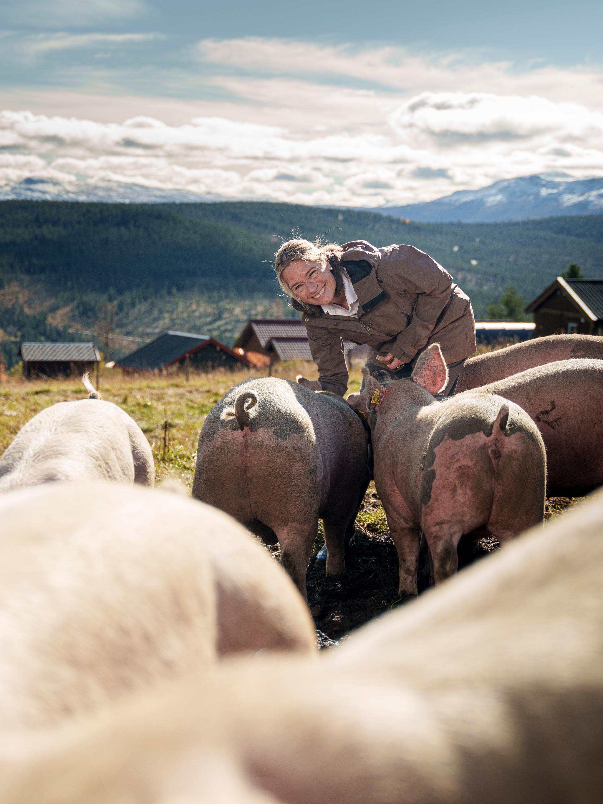 The owner of Skåbu mountain hotel with free-range pigs in the mountains.