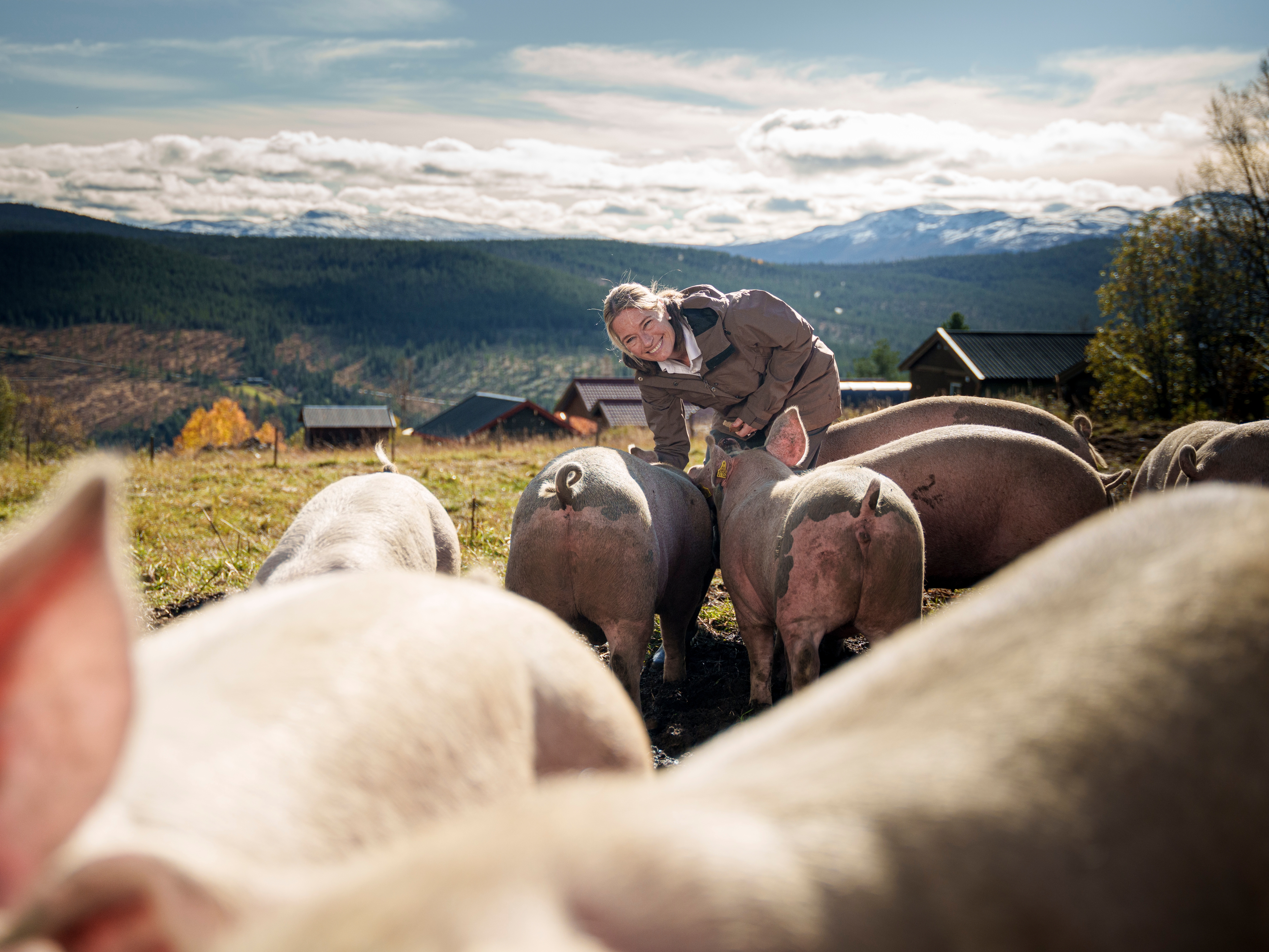 The owner of Skåbu mountain hotel with free-range pigs in the mountains.