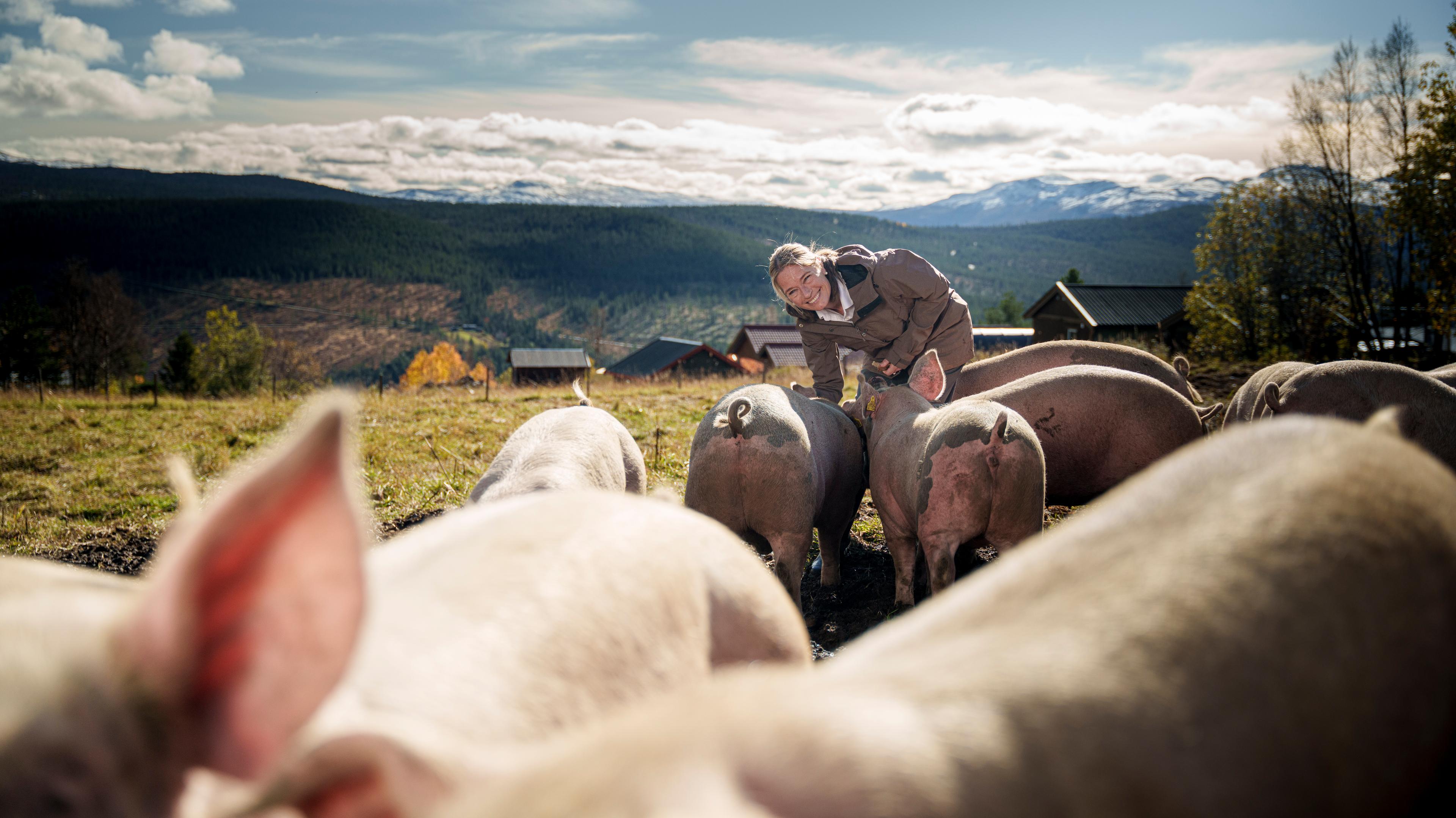 The owner of Skåbu mountain hotel with free-range pigs in the mountains.