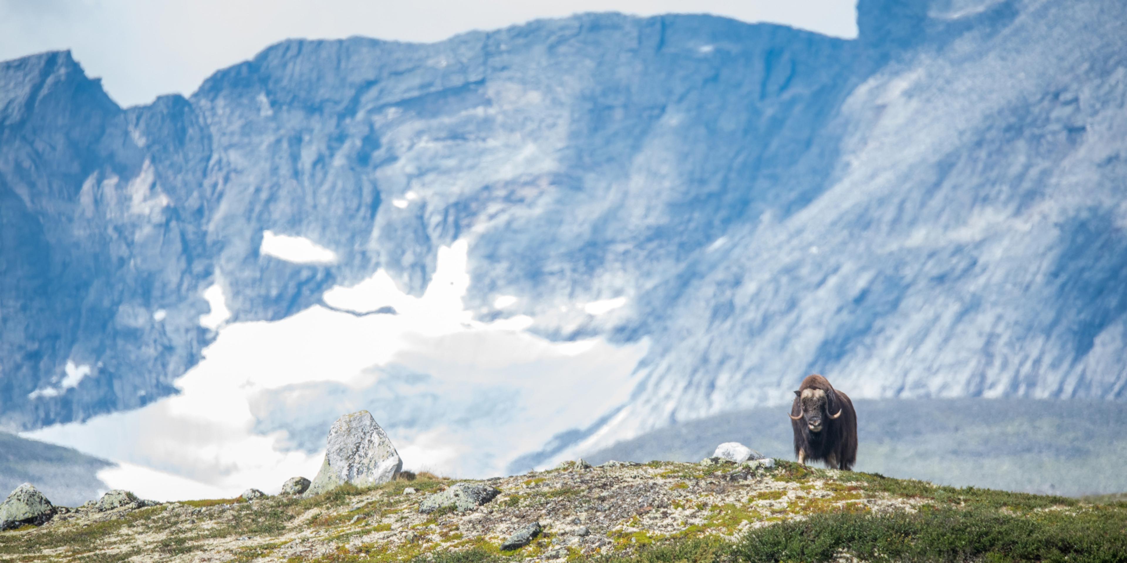 A musk ox in the Dovrefjell mountains in Oppdal, Norway