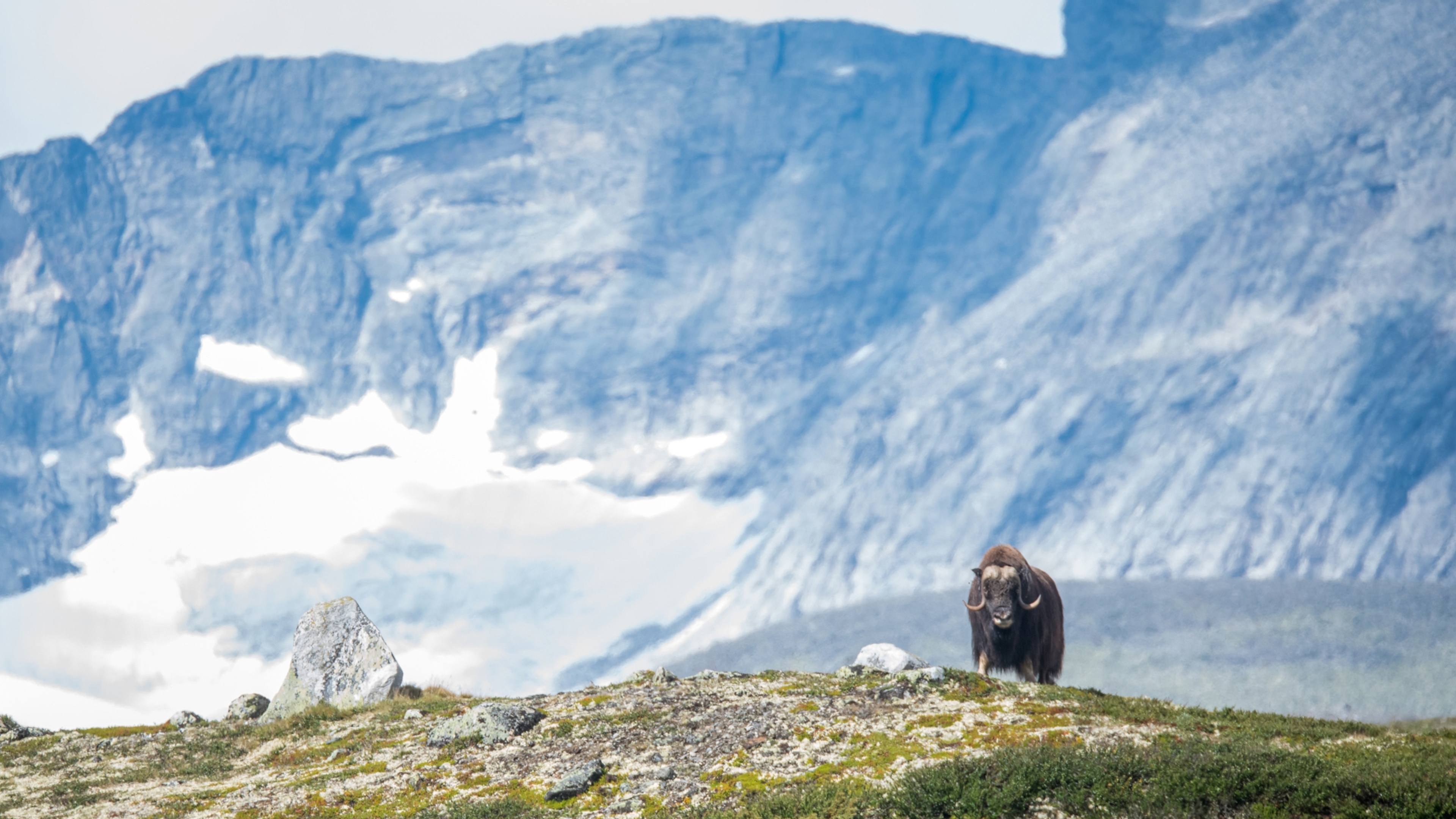 A musk ox in the Dovrefjell mountains in Oppdal, Norway