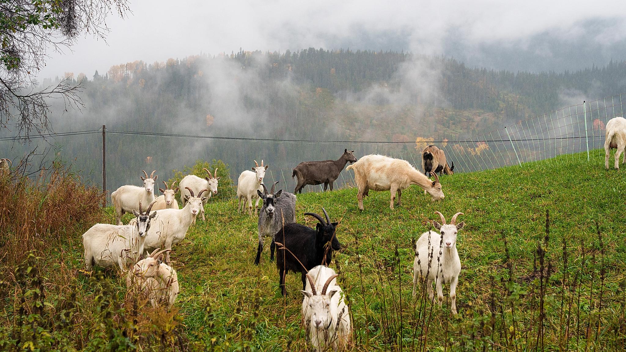 Goats at Nørretogo farm in Valdres
