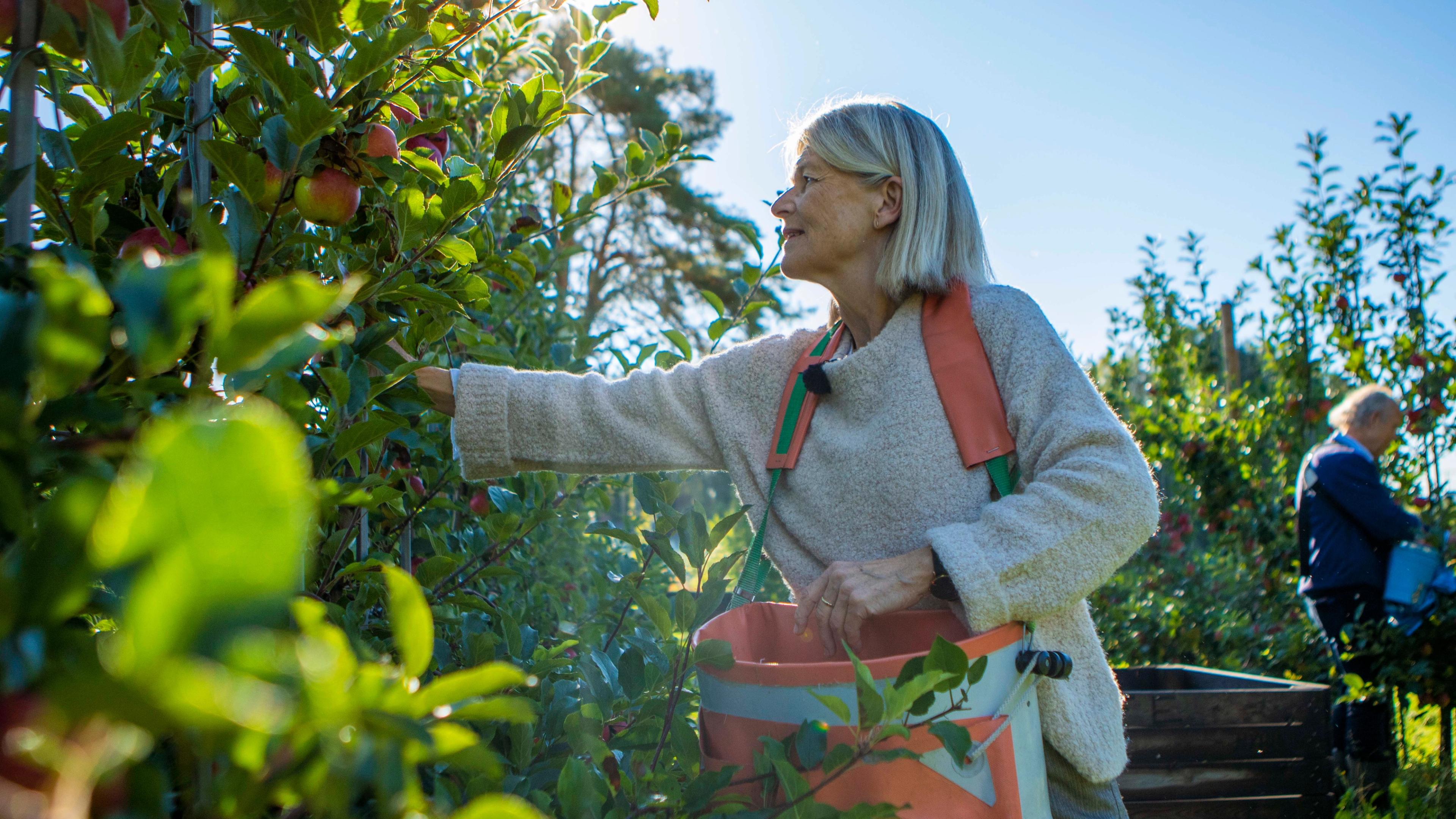 A women is harvesting apples in the Fruit Village