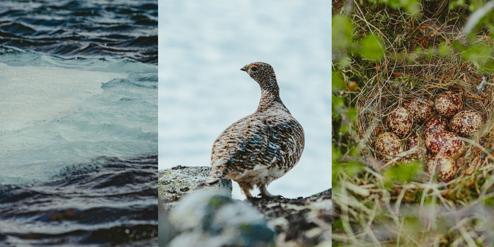 Collage of grouse eggs and ice melting in Southern Norway