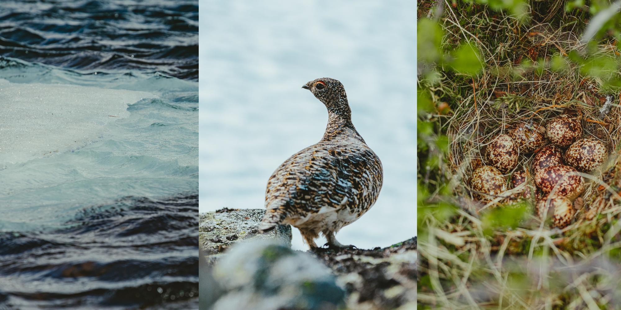 Collage of grouse eggs and ice melting in Southern Norway