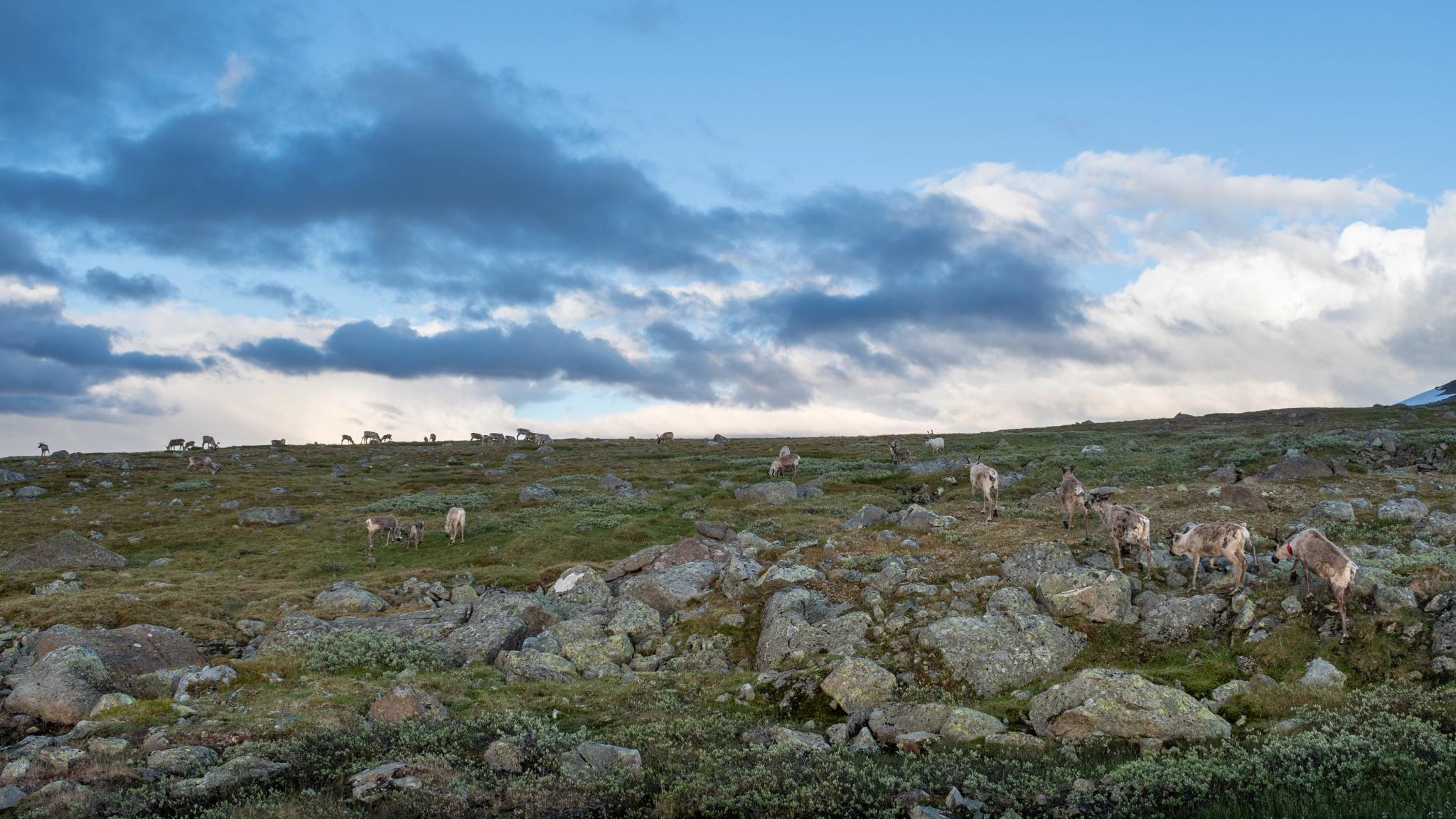 Reinsdyr på Valdresflye