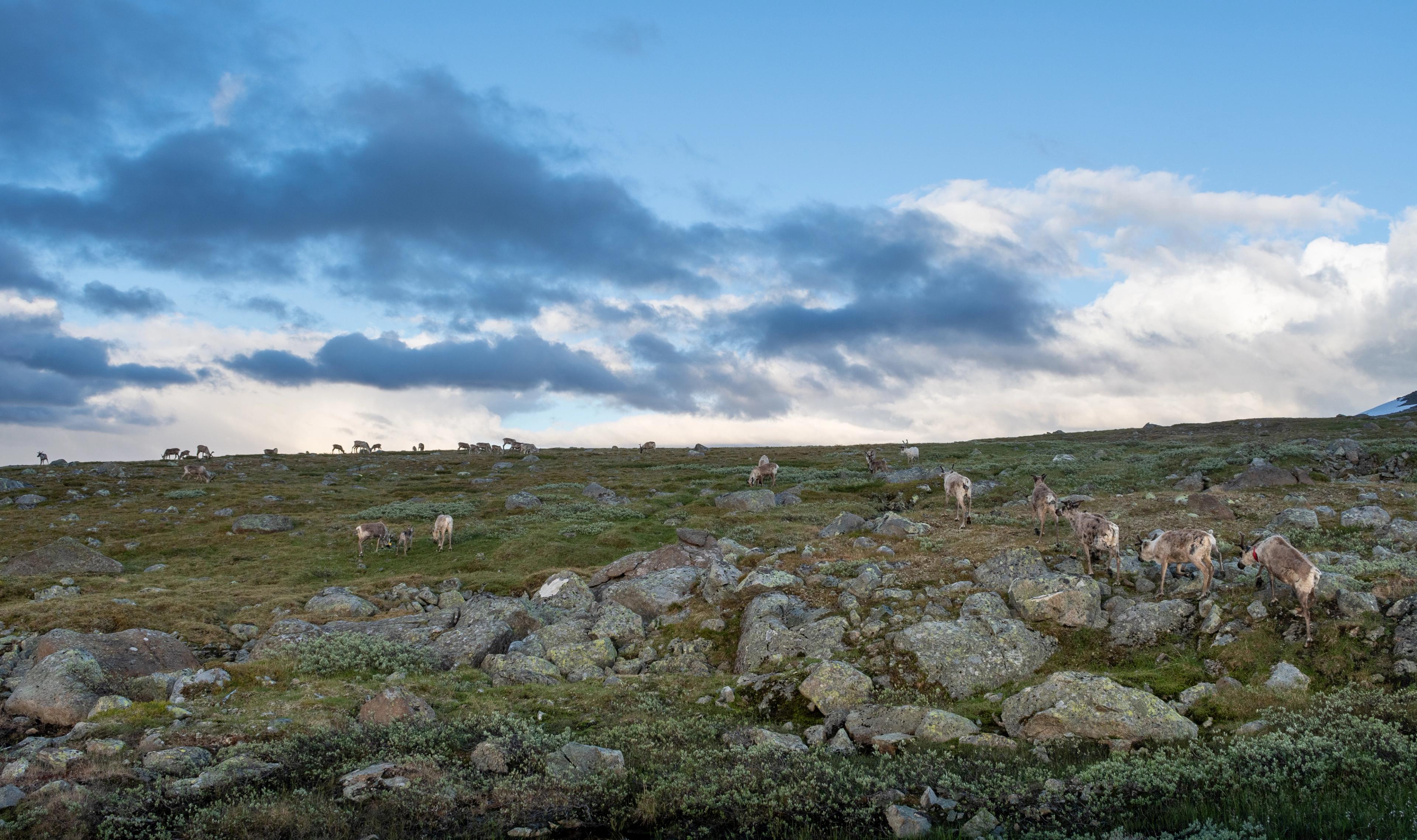 Reindeer at Valdresflye
