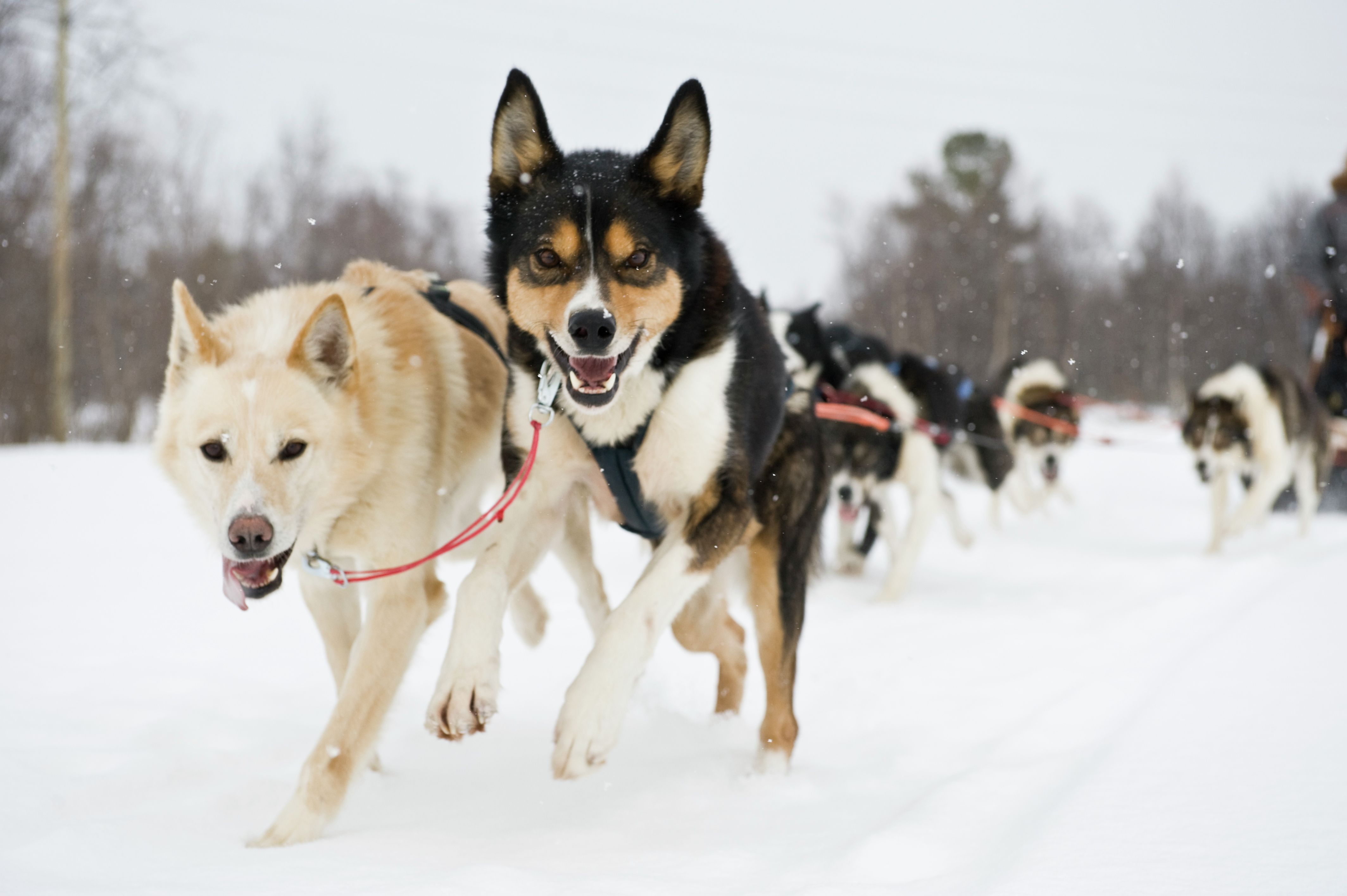 Cheerful dogs pulling a sled in Alta in Northern Norway