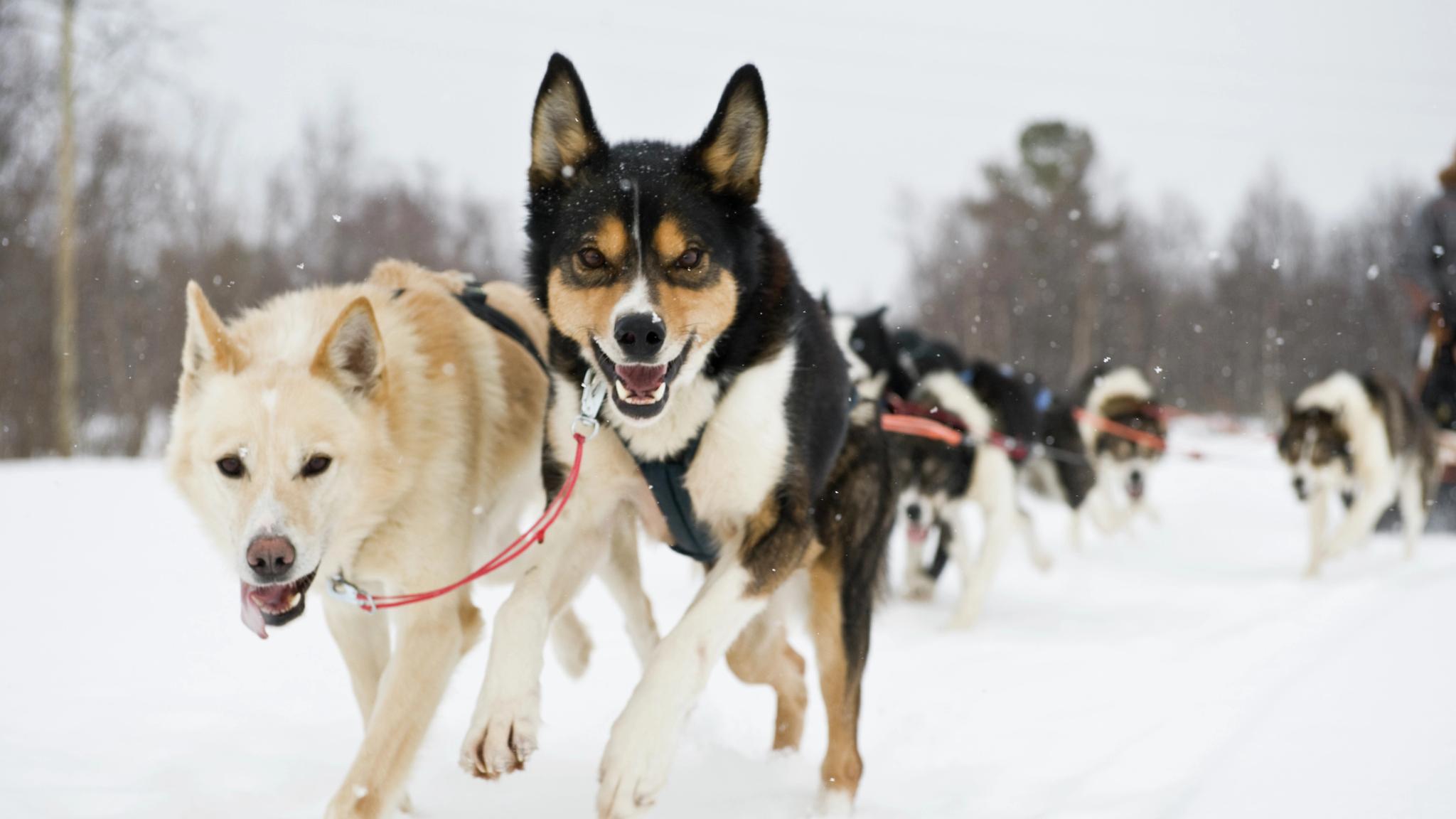 Cheerful dogs pulling a sled in Alta in Northern Norway