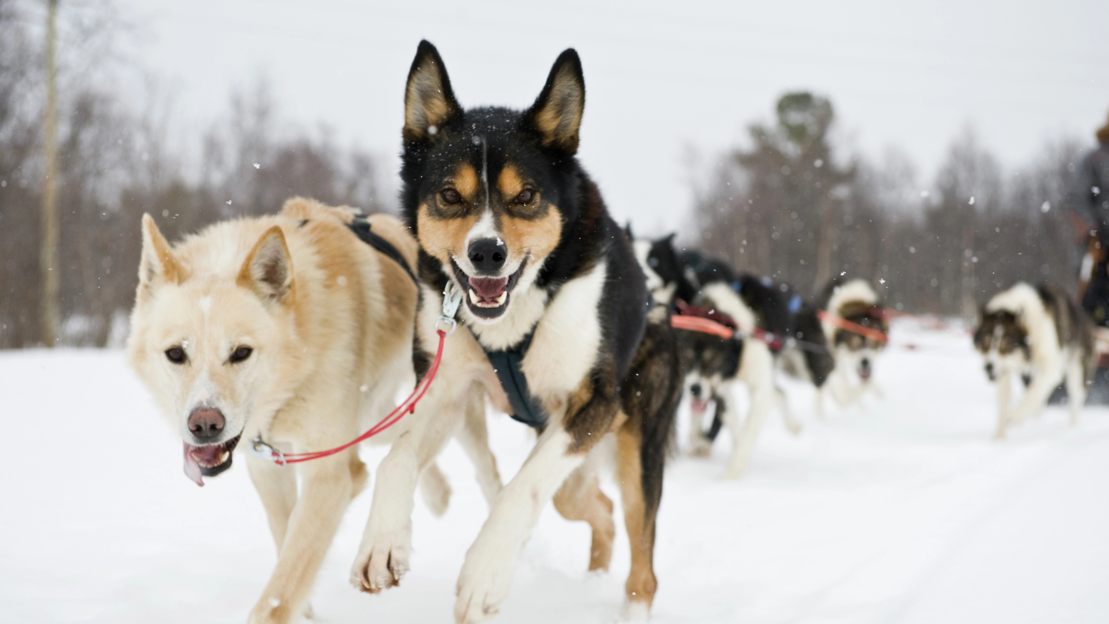Cheerful dogs pulling a sled in Alta in Northern Norway
