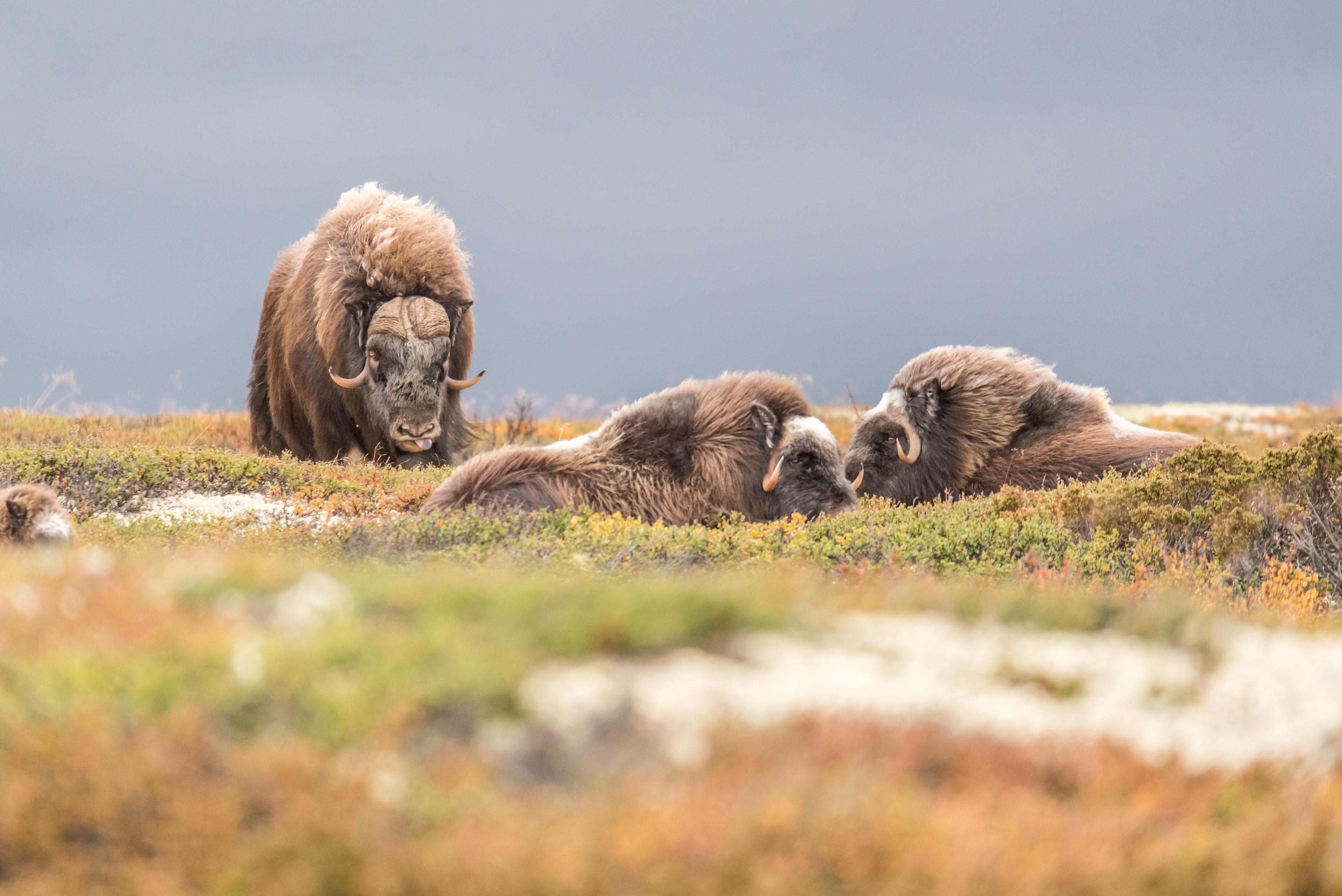 Musk Ox Safari in Trøndelag, Norway