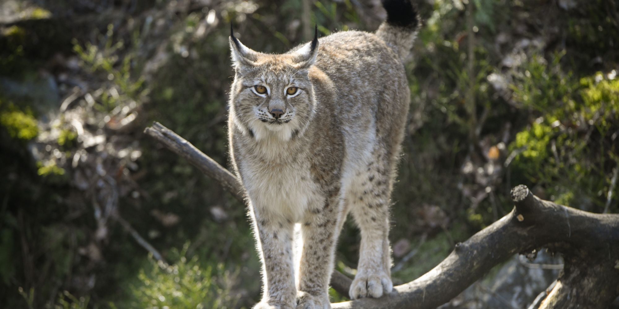 Lynx in Dyreparken Zoo in Kristiansand, Southern Norway