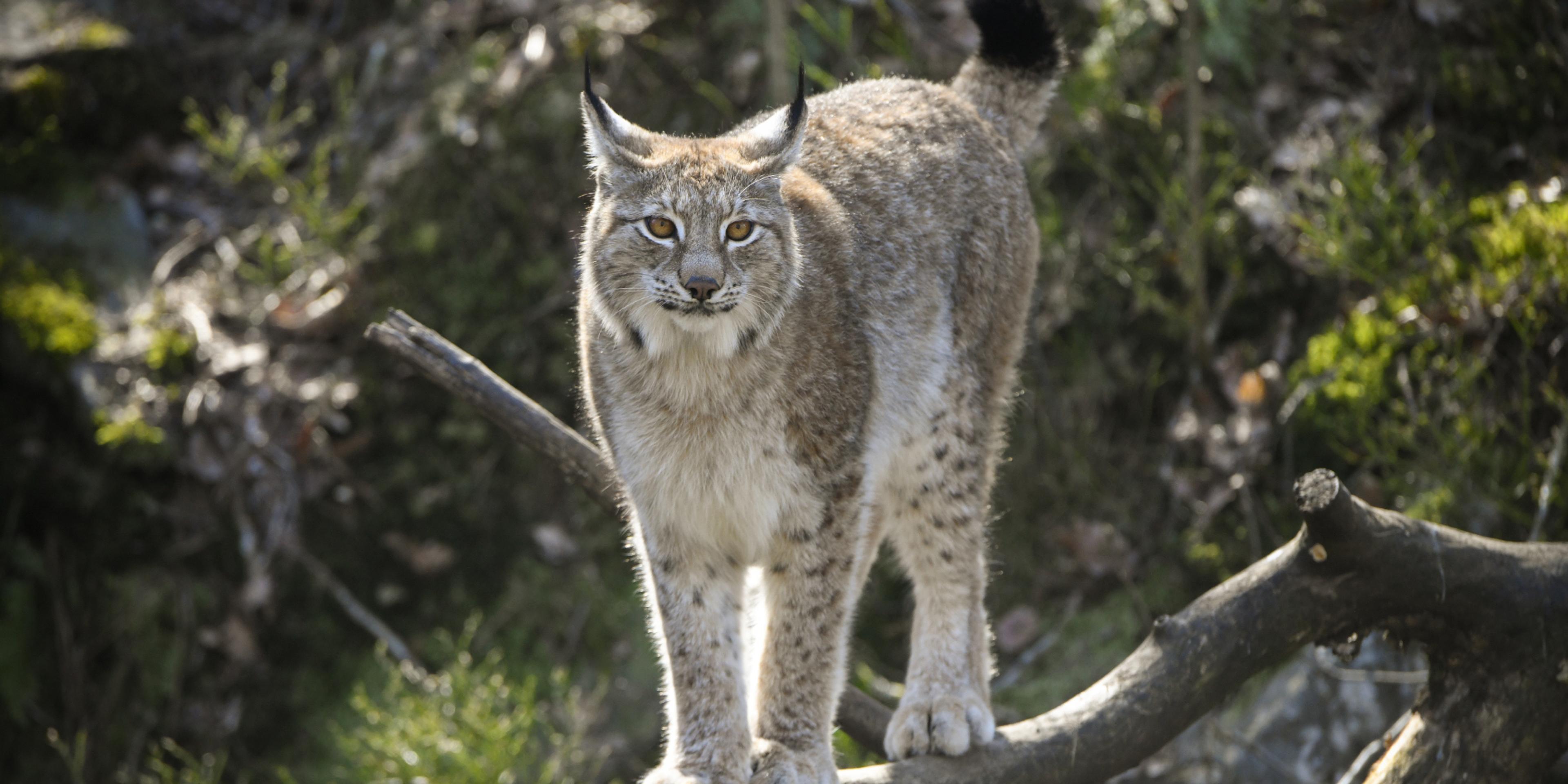 Lynx in Dyreparken Zoo in Kristiansand, Southern Norway