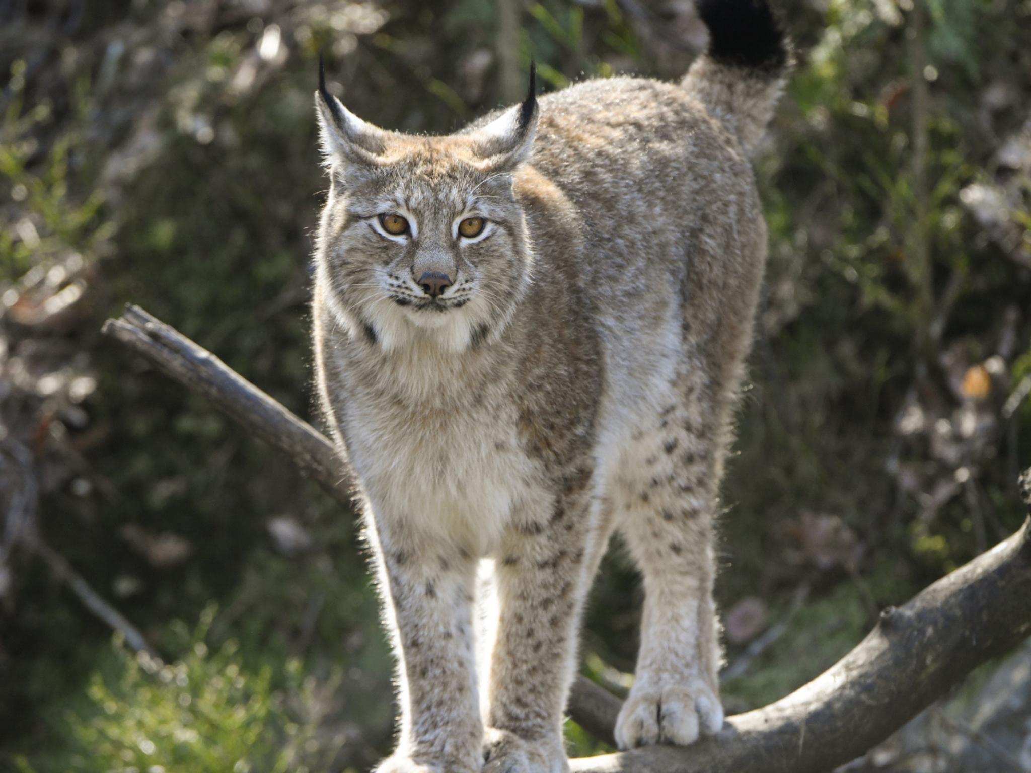 Lynx in Dyreparken Zoo in Kristiansand, Southern Norway