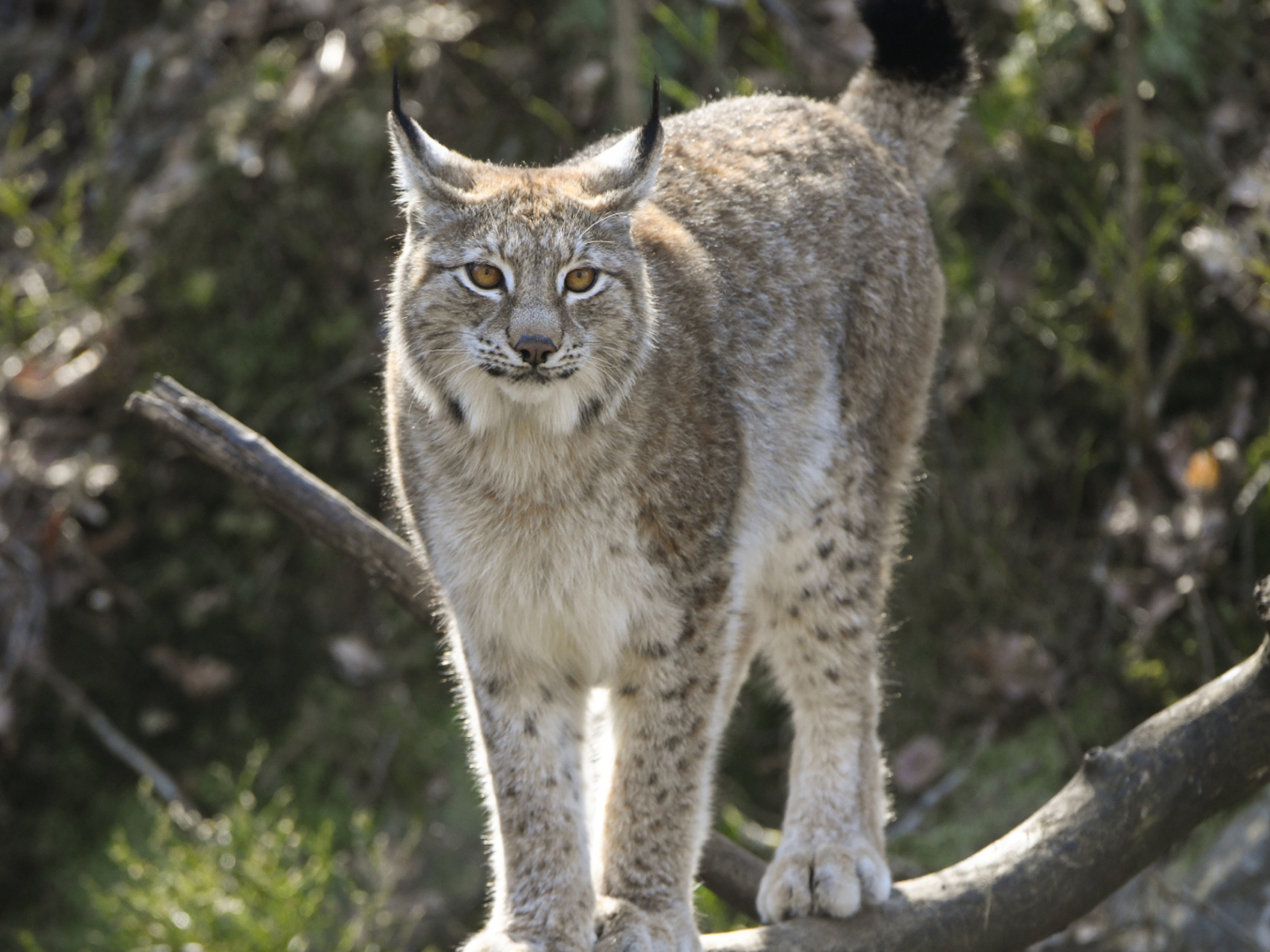 Lynx in Dyreparken Zoo in Kristiansand, Southern Norway