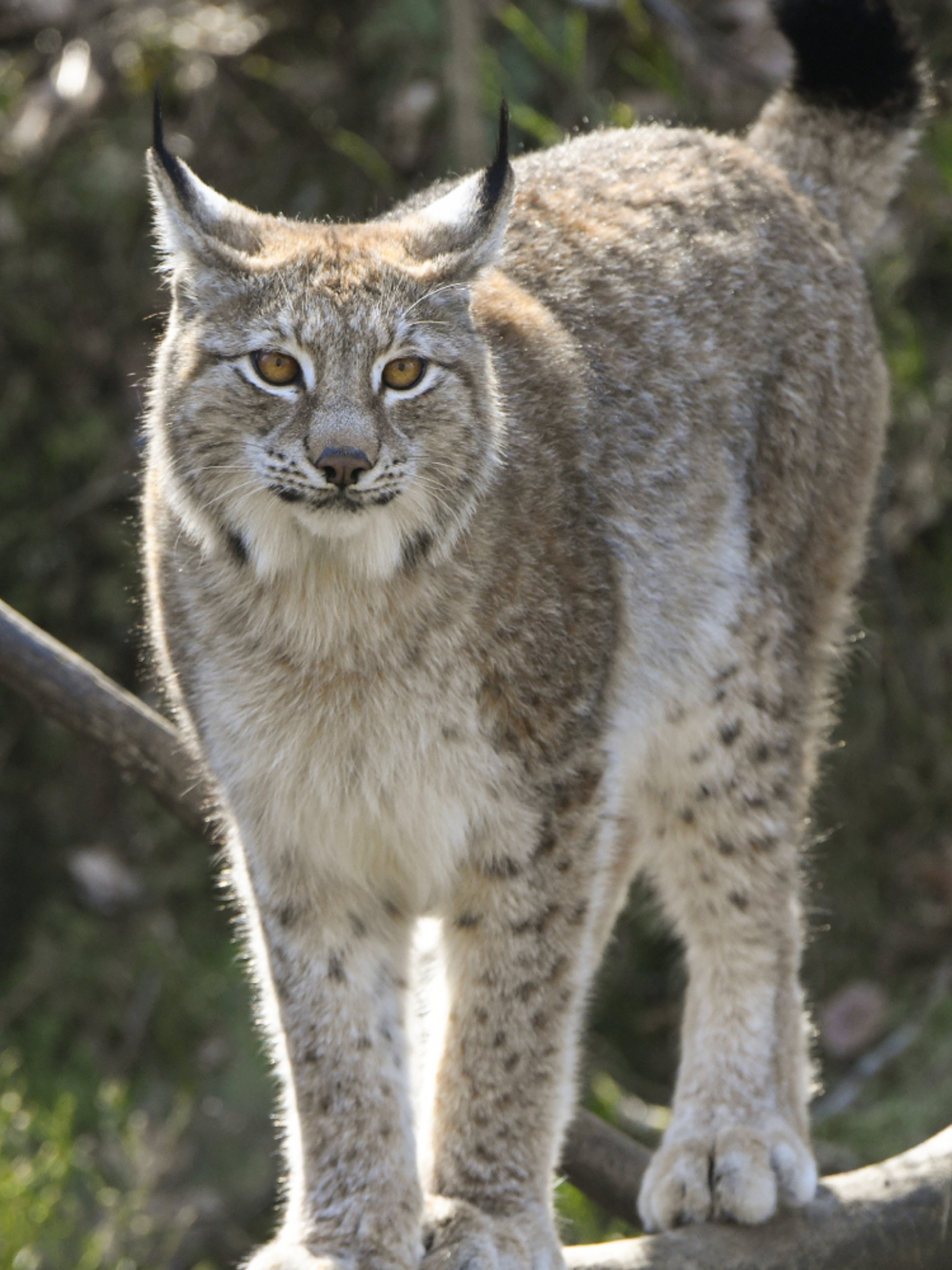 Lynx in Dyreparken Zoo in Kristiansand, Southern Norway