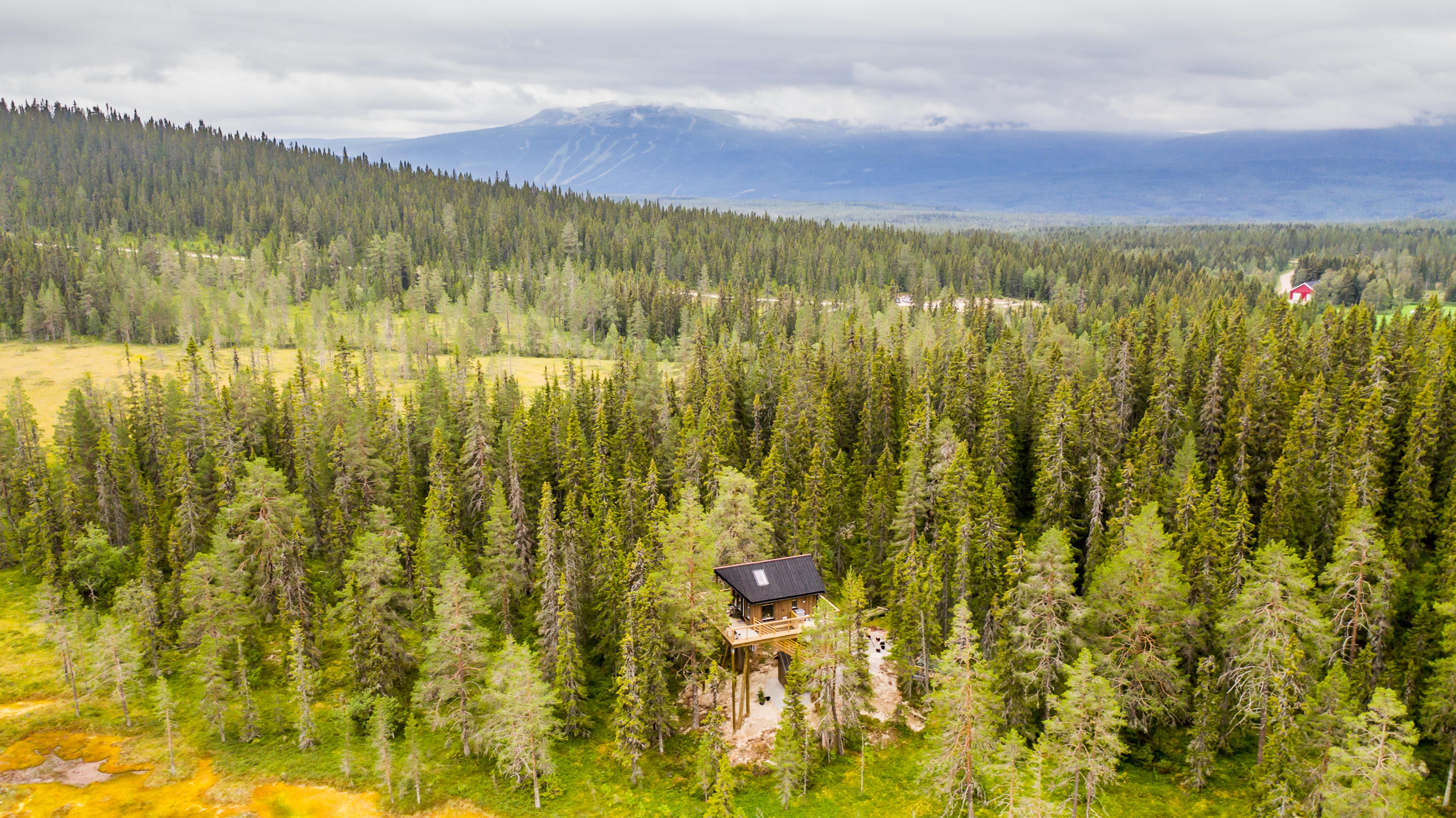 A tree house surrounded by trees.